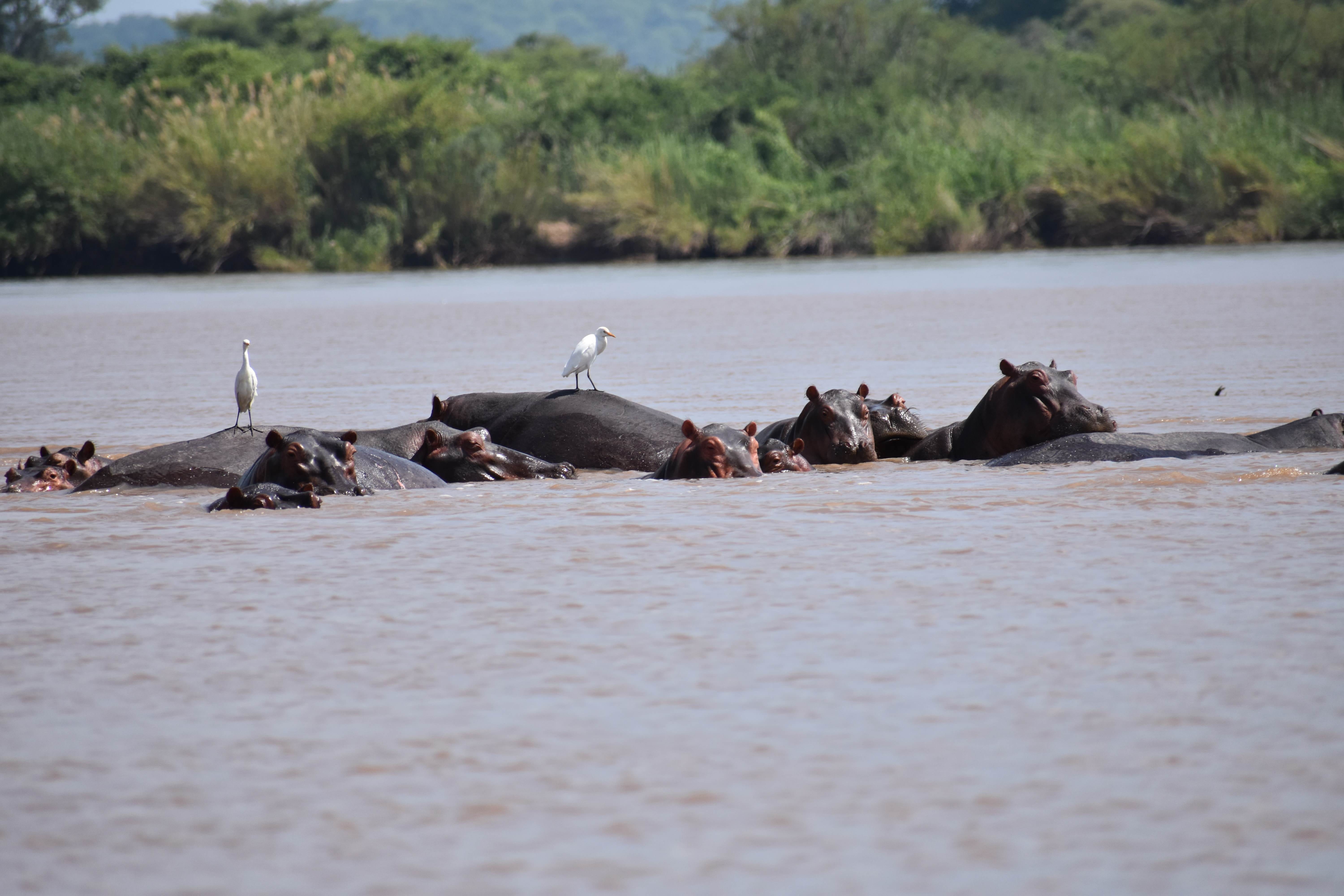 outdoors, medium group of animals, day, animal wildlife, water, mammal, plant, animal, beauty in nature, zambezi, nature, animal themes, bird, river, no people, HD Wallpaper