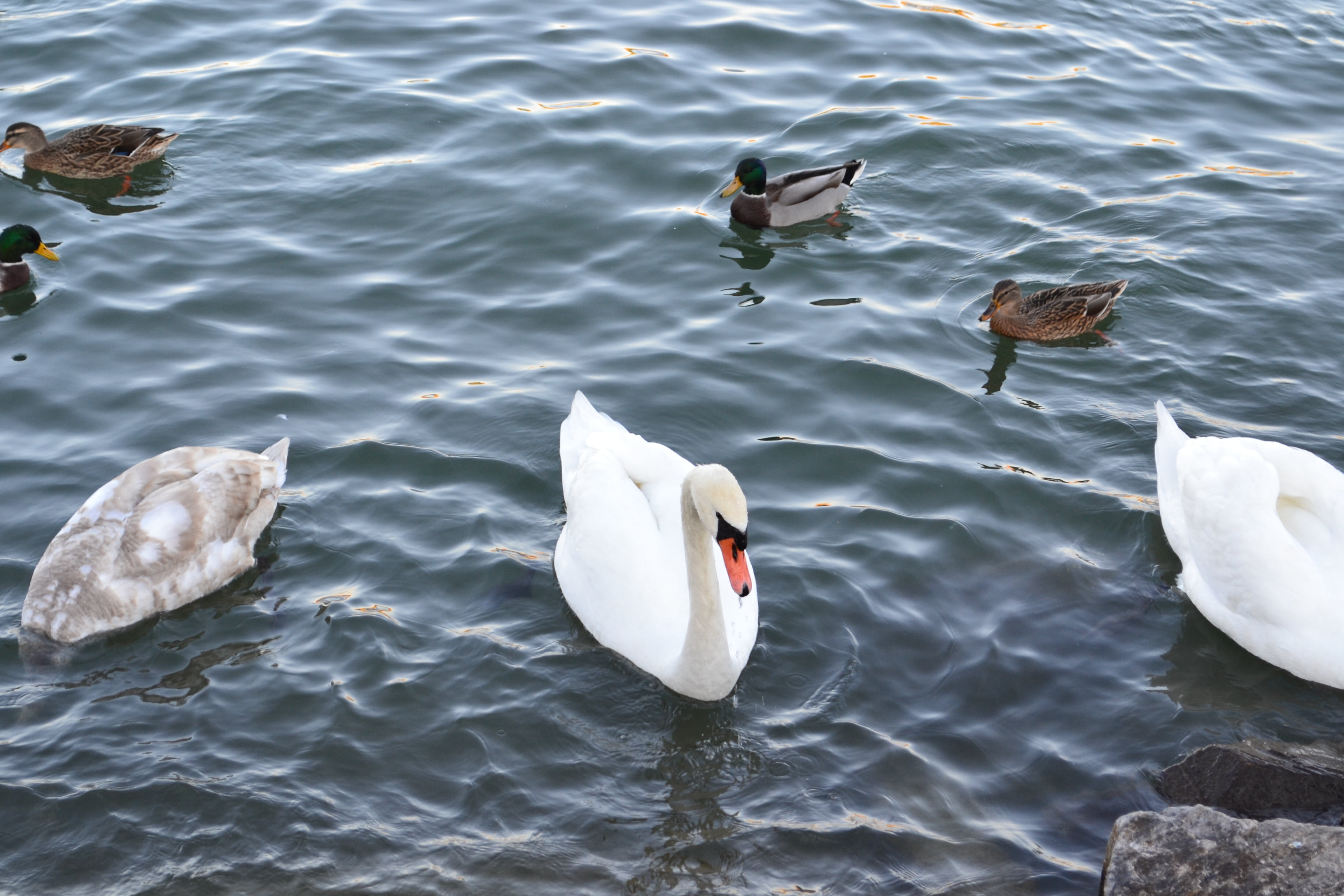 blue, town on the river, group of animals, bird, animal family, swimming, waters, animal, natural water, steyrische salza, 4K, mood, outdoors, swan lake, HD Wallpaper