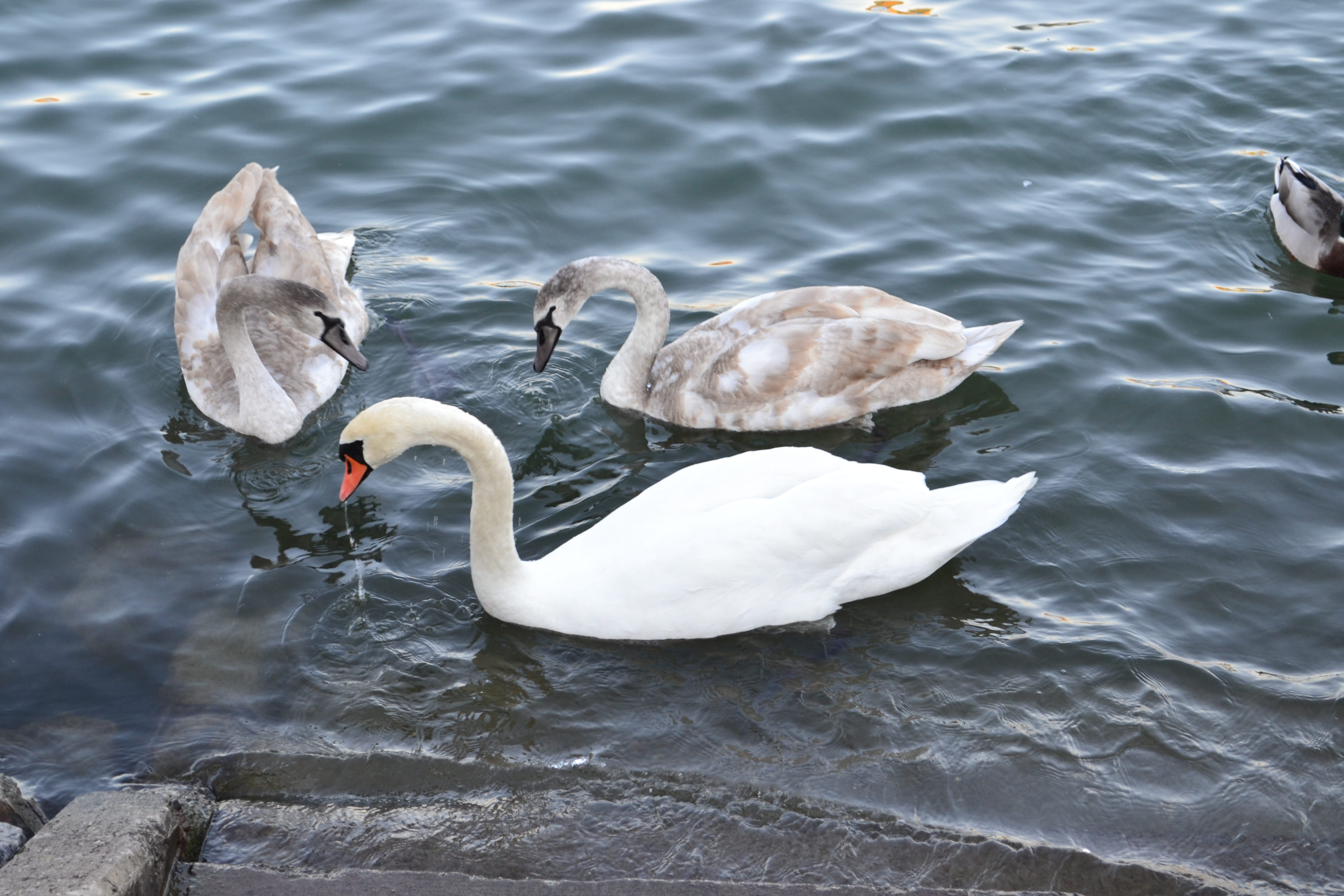 lake, swan, reflection, animal themes, schanfamilie, no people, blue, waters, mirroring, animal, high angle view, waterfront, sparkle, schwimmvogel, elbe, HD Wallpaper