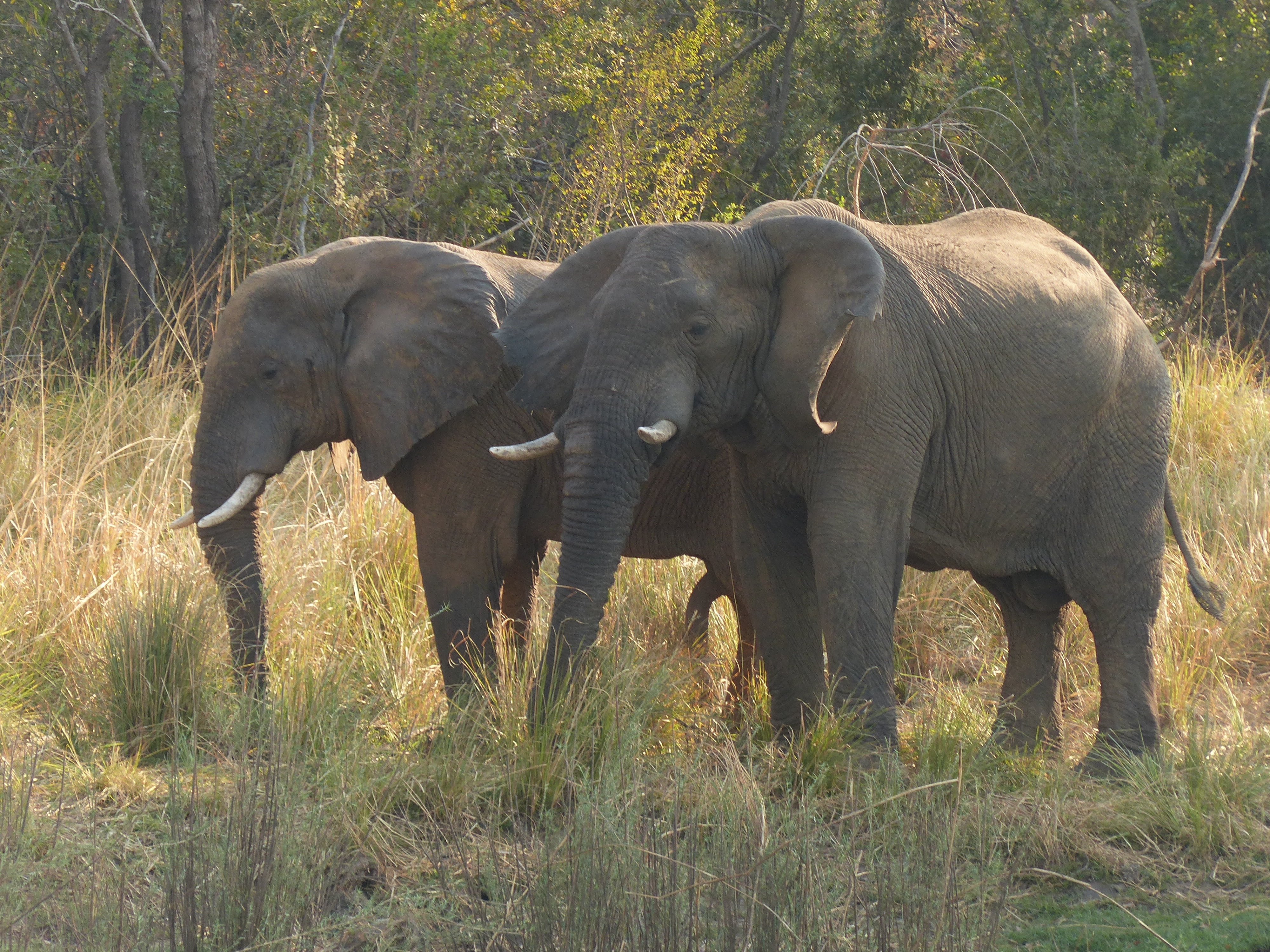 4K, safari, animal wildlife, plant, herbivorous, mammal, nature, animal themes, animals in the wild, zambezi, animal, africa, animal trunk, outdoors, group of animals, HD Wallpaper