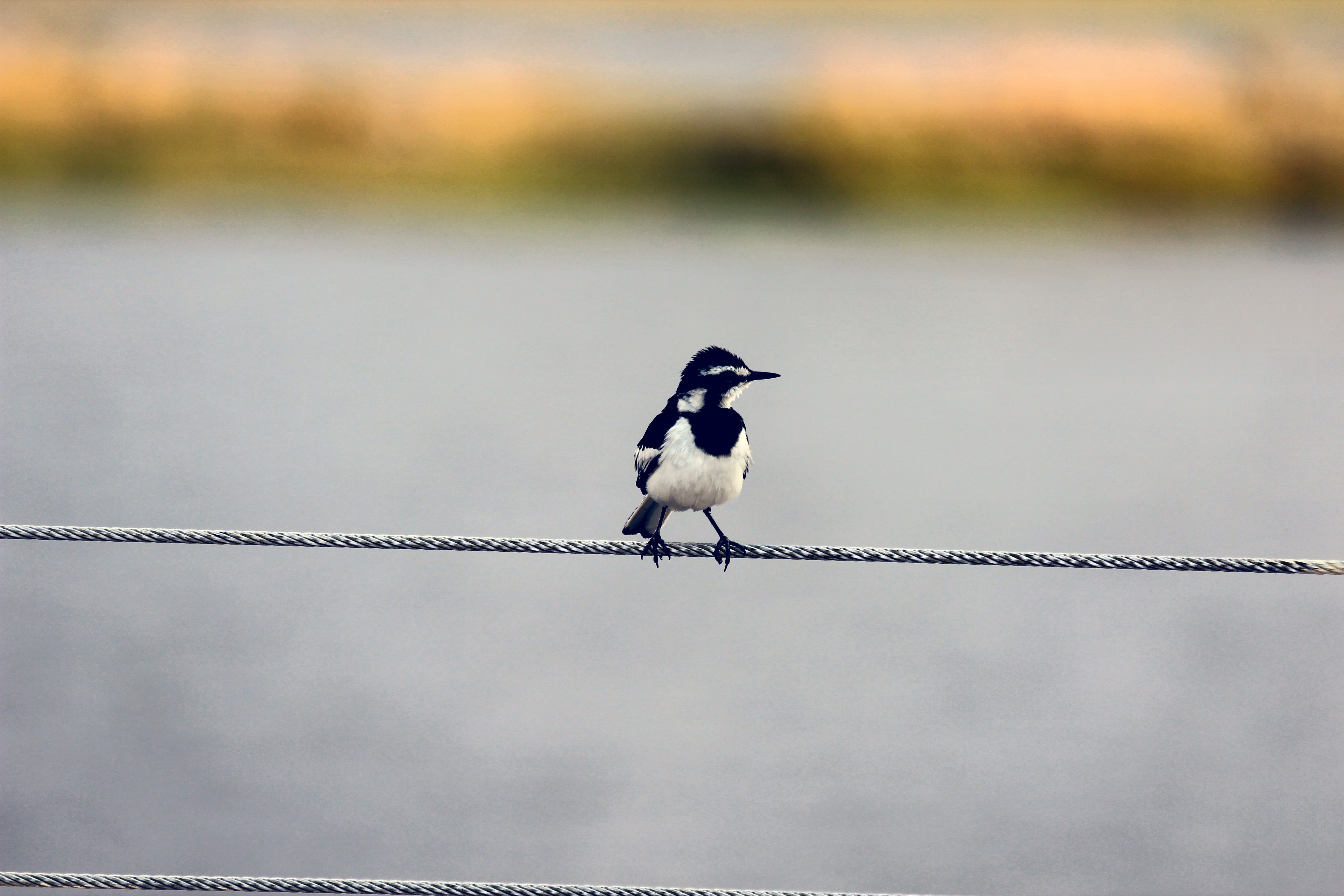 side view, boat, grey, focus on foreground, nature, full length, bird, no people, songbird, vertebrate, black, animals in the wild, animal wildlife, 5K, HD Wallpaper