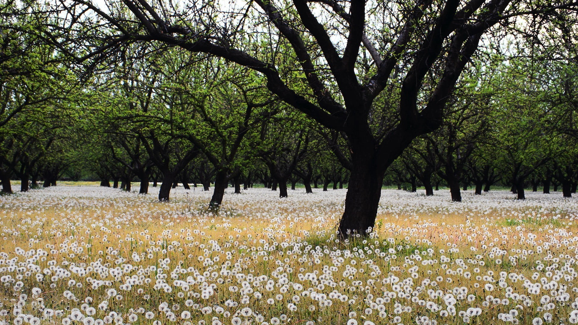 plant, white, no people, freshness, tree, 1080P, beauty in nature, trees, flowers, environment, flowering plant, day, outdoors, park, tranquility, petaled, HD Wallpaper