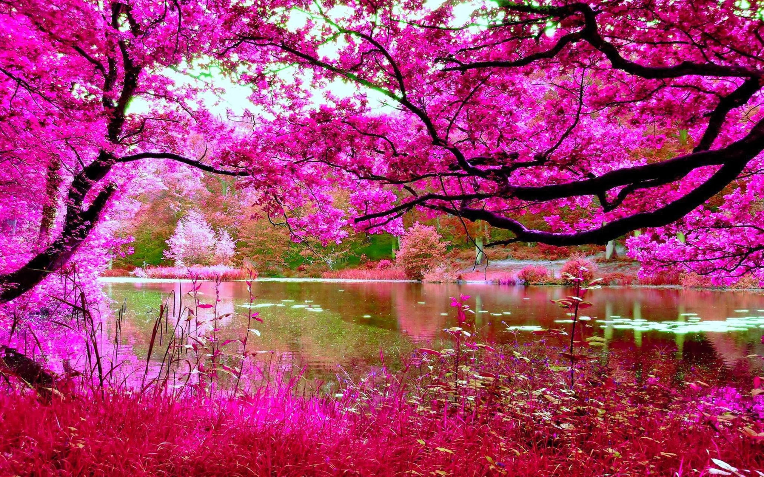2K, river, blossoms, pink, tree, hd, nature, cherry, spring, HD Wallpaper