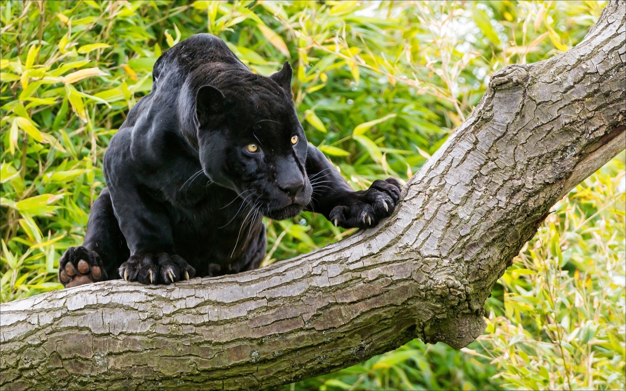 2K, animals, black, panther, desktop, hd, tree, HD Wallpaper