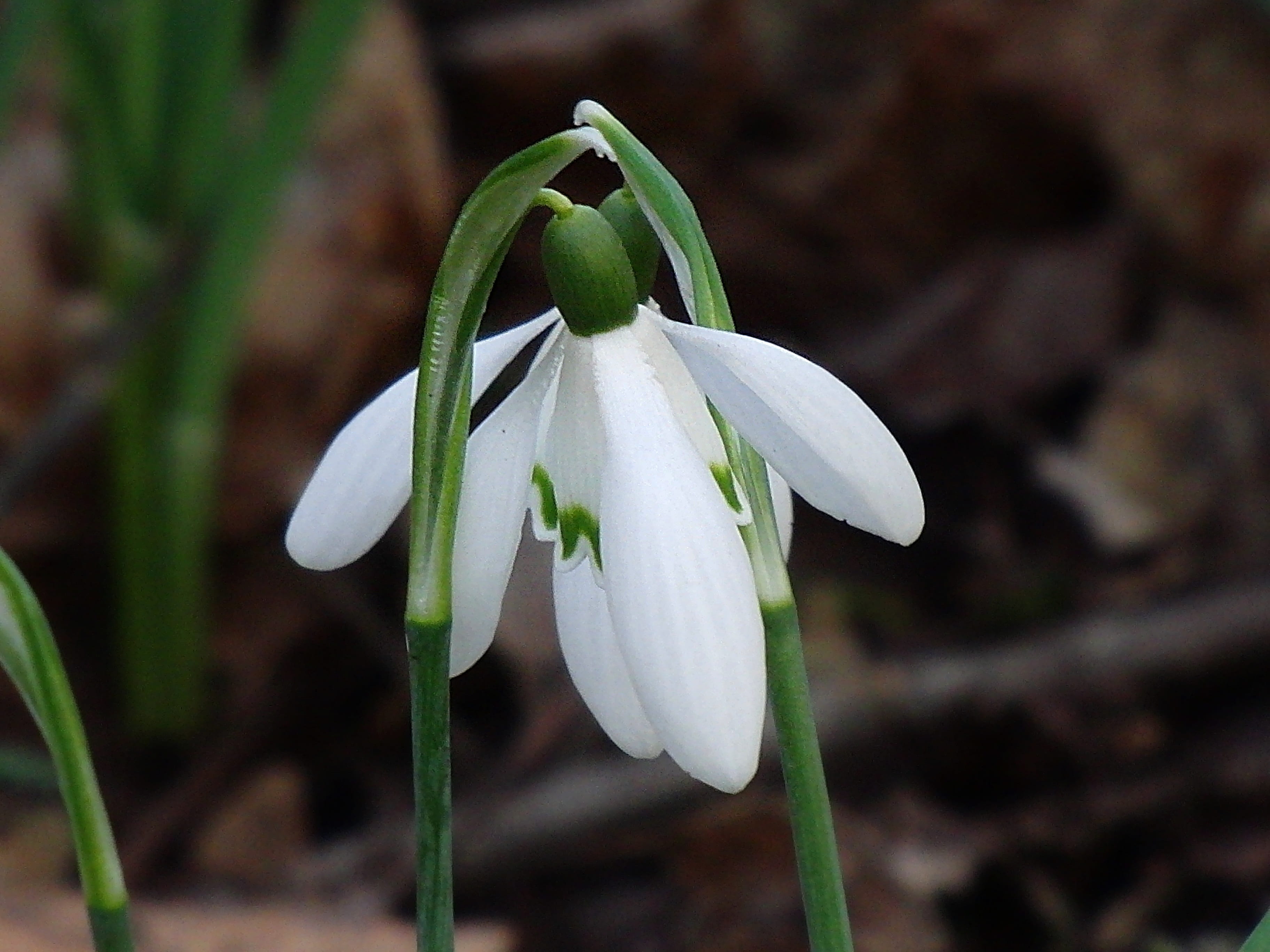 vulnerability, Love, snowdrop spring, flower Head, plant, blossom, close-up, flowering plant, 2K, white color, Nature, medicinal plant, inflorescence, HD Wallpaper