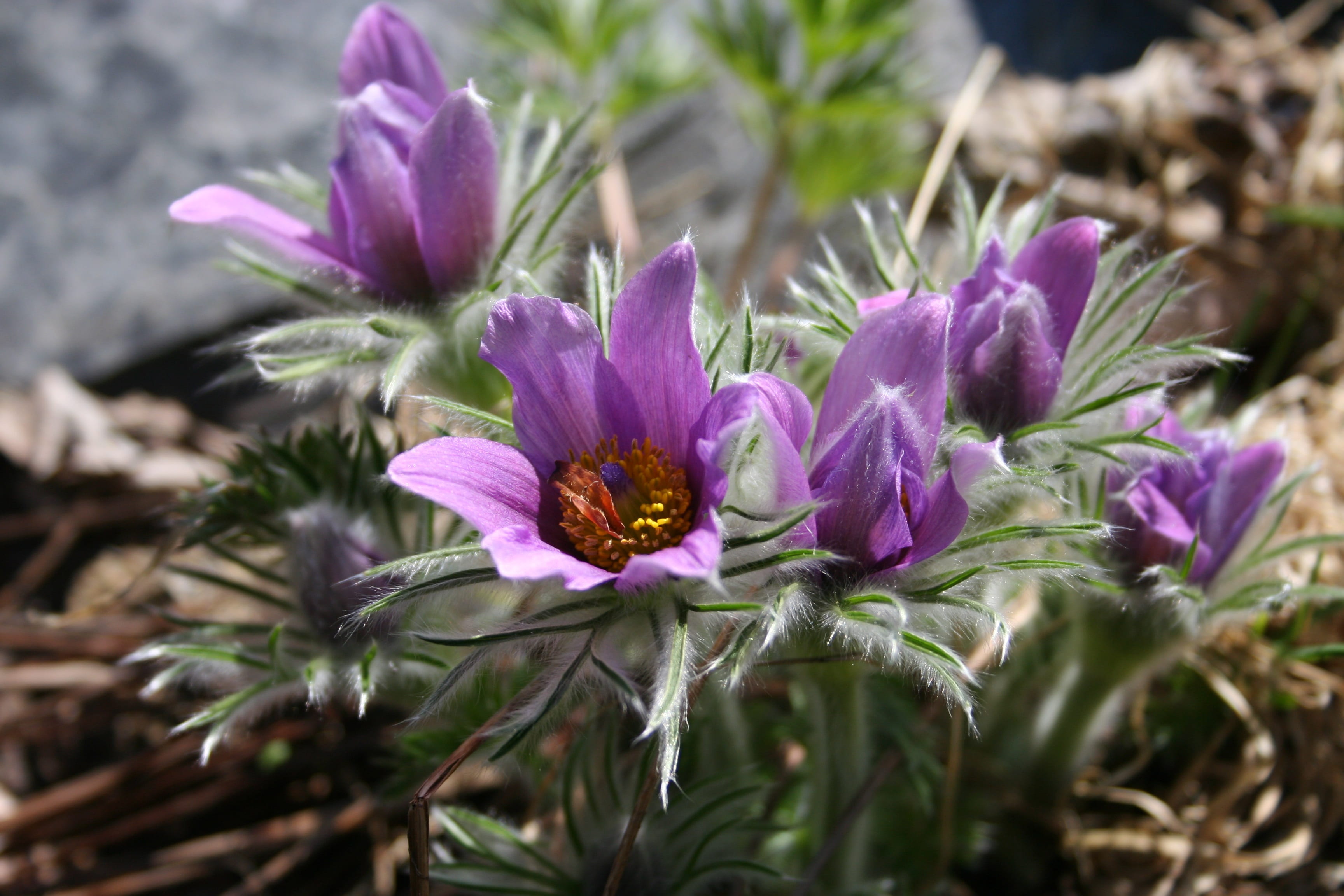 the first, spring plant, gazania, outdoors, vulnerability, beauty in nature, no people, plant, hairy, day, close-up, yard, fragility, growth, nature, spring, HD Wallpaper