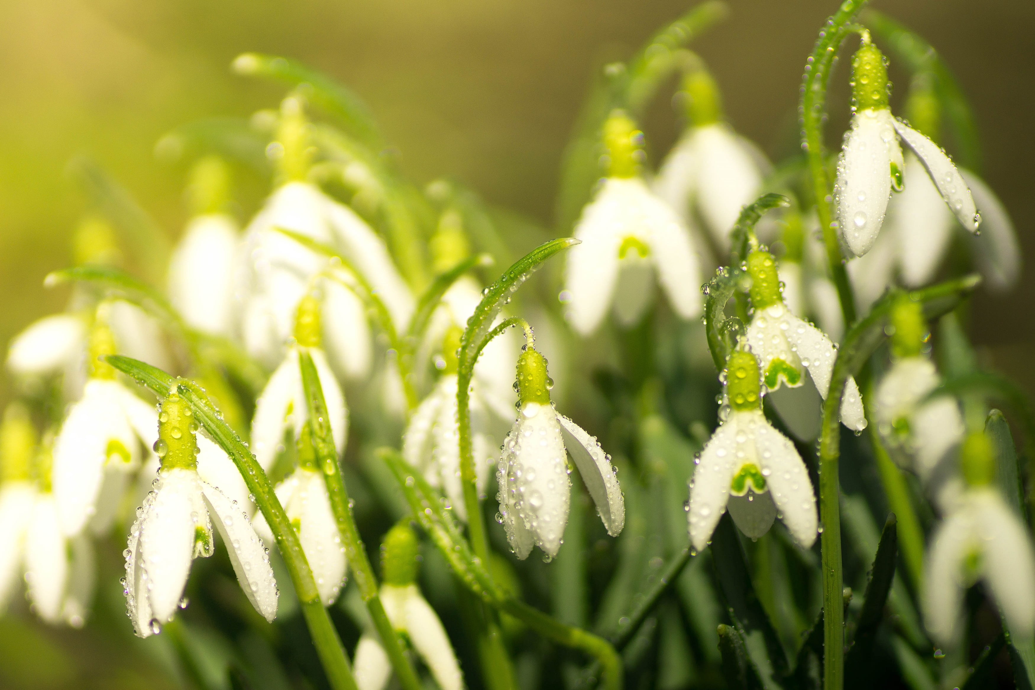 environment, coniferous tree, beauty in nature, frühlingsanfang, 2K, snowdrop spring, freshness, flowers, macro, white, pine tree, herb, plant, focus, HD Wallpaper