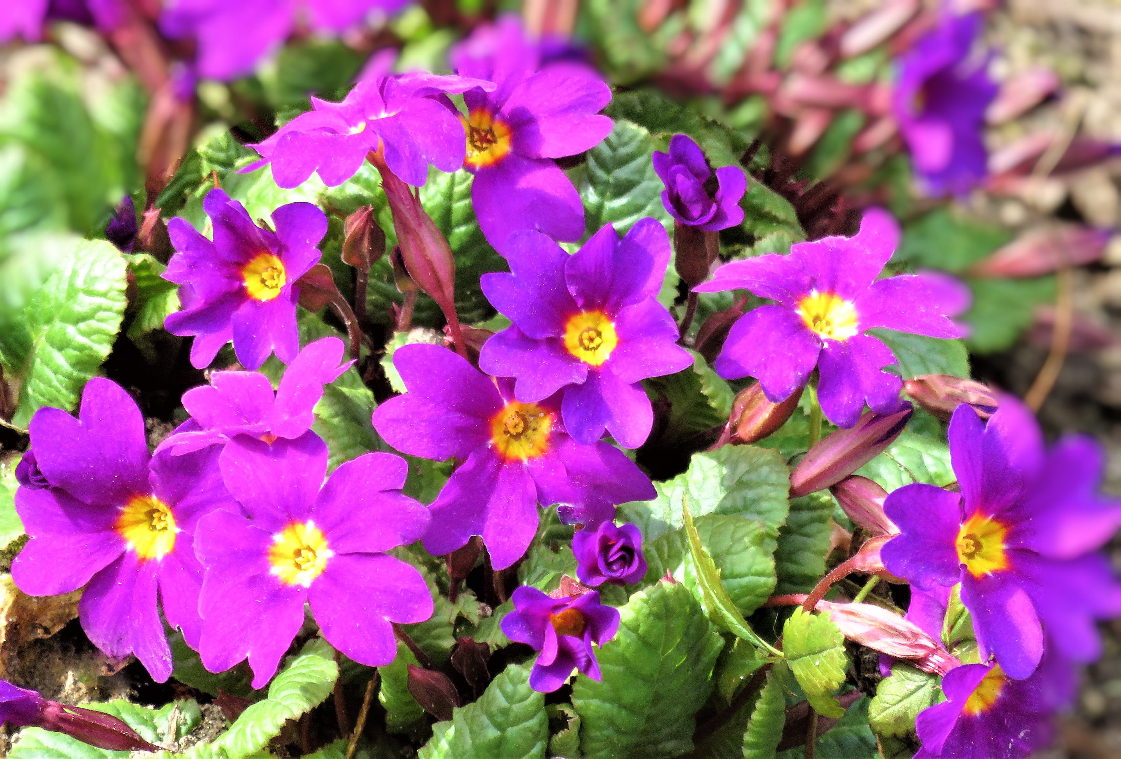 4K, plant part, ground cover, flowering plant, inflorescence, close-up, spring, fragility, leaf, purple flowers, selective focus, springtime, flower, pink color, HD Wallpaper