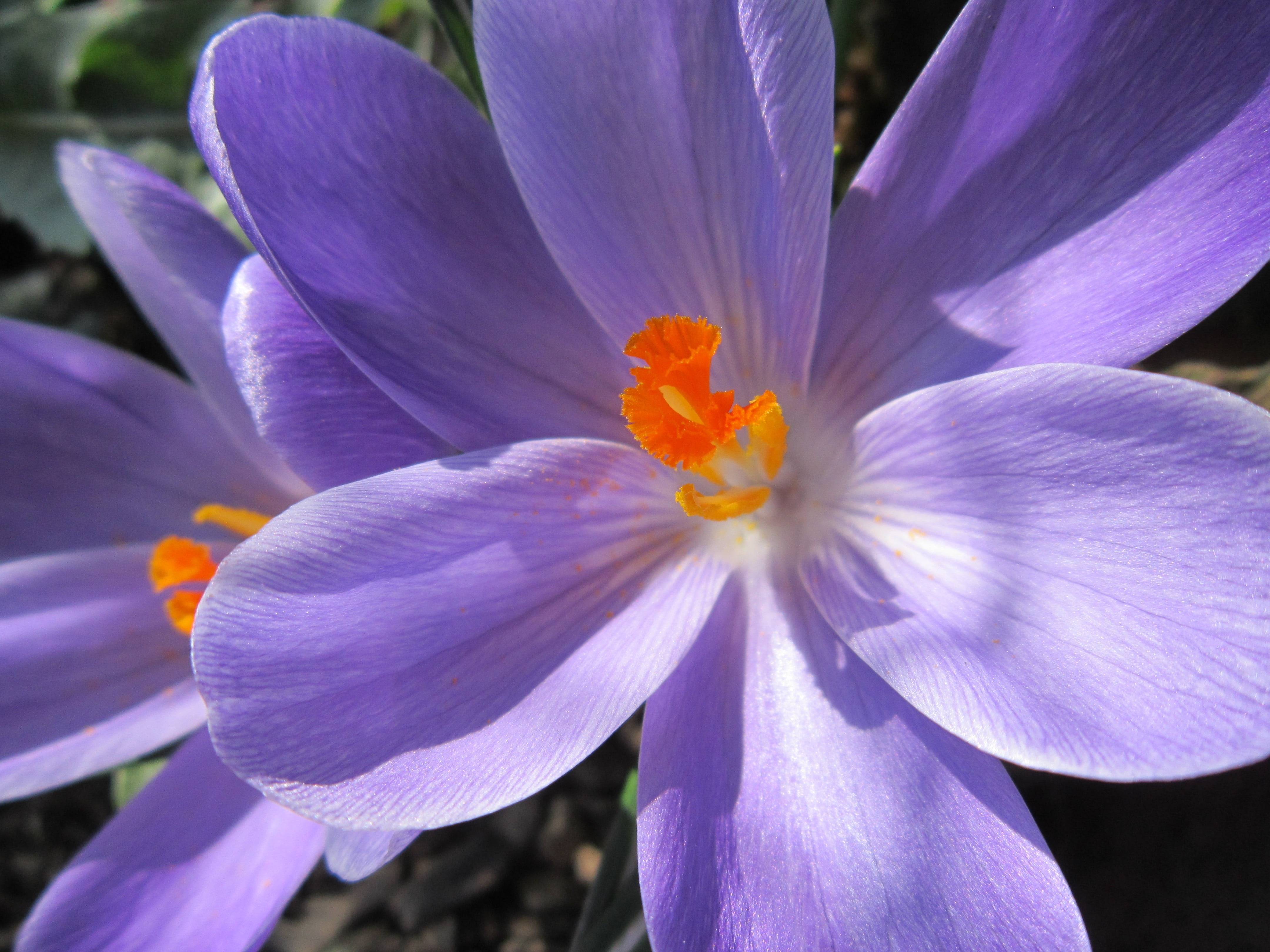 flower, close, flowering plant, growth, bühen, blossom, botany, purple, fragility, plant, nature, close-up, iris, spring awakening, beauty in nature, crocus, HD Wallpaper