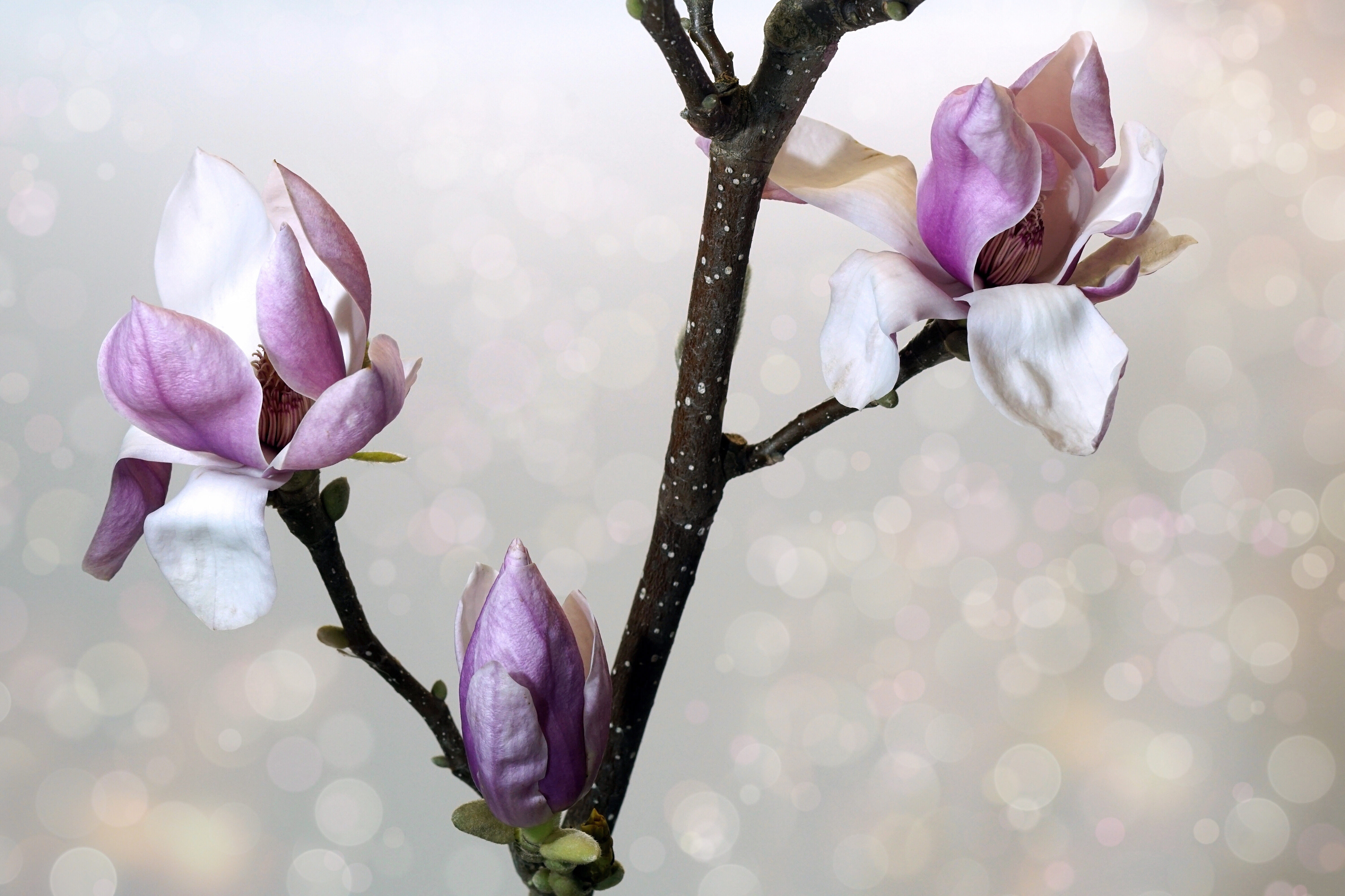 impressions, flower head, bloom, focus on foreground, 5K, freshness, nature, flower, harbinger of spring, bud, tender, close, close-up, background, pink, HD Wallpaper