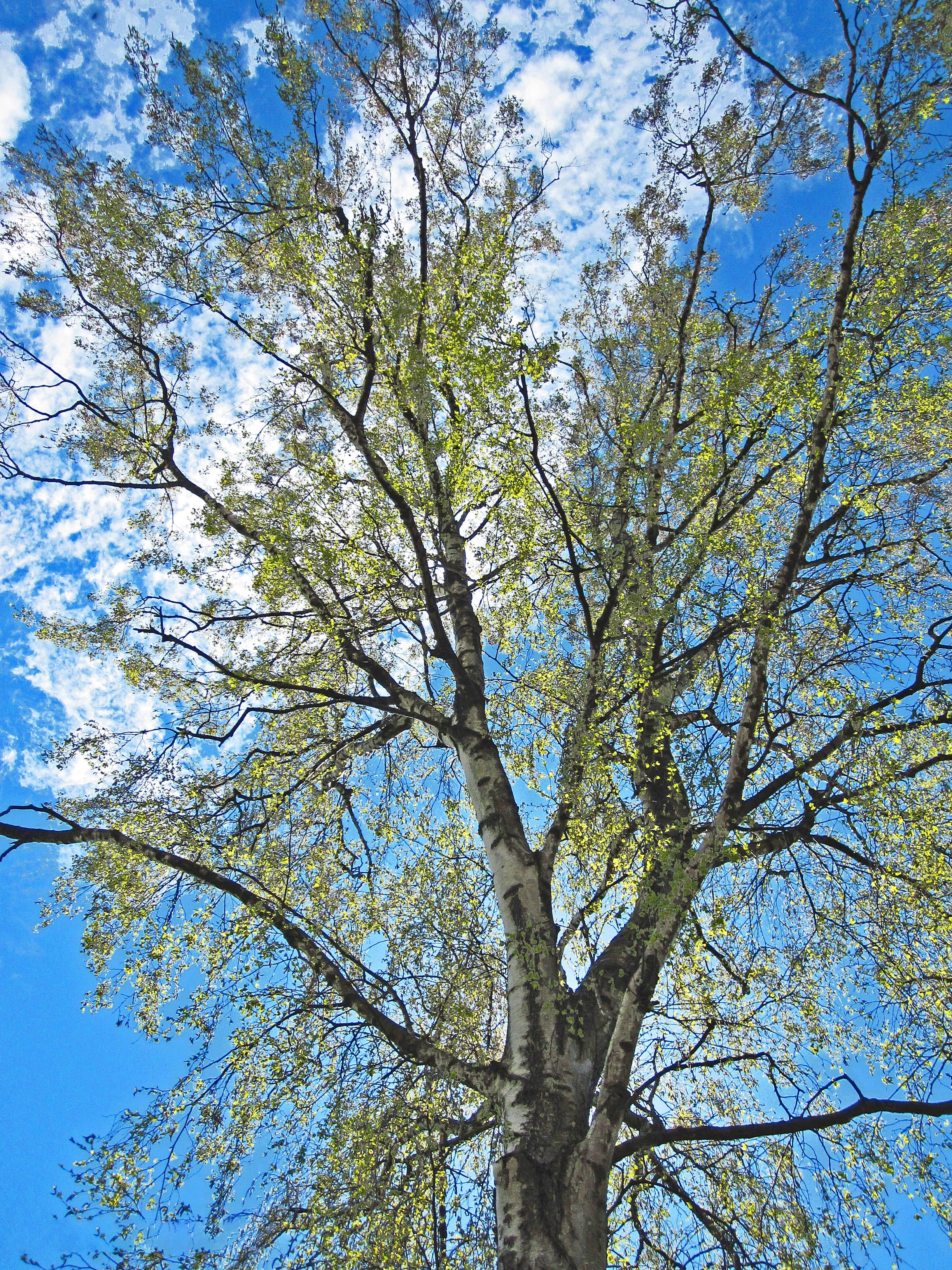 season, leaf sprouting, green color, wood, branch, park, spring, blue, beauty in nature, nature, no people, cloud - sky, day, full frame, foliation, backgrounds, Phone HD Wallpaper