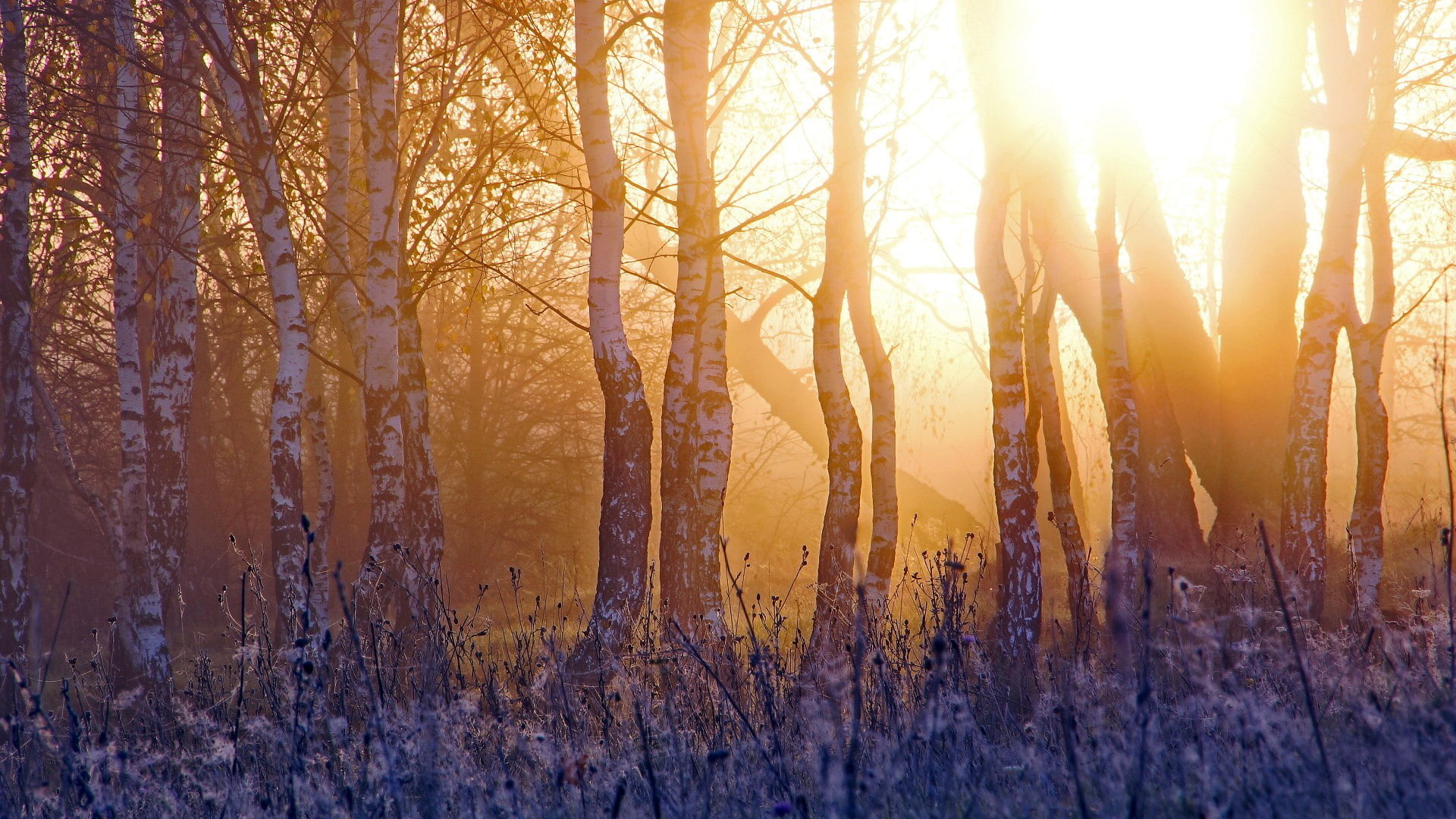 light, dawn, awakening, vegetation, forest, trees, trunk, spring, 1080P, rays, bright, grass, birch, HD Wallpaper