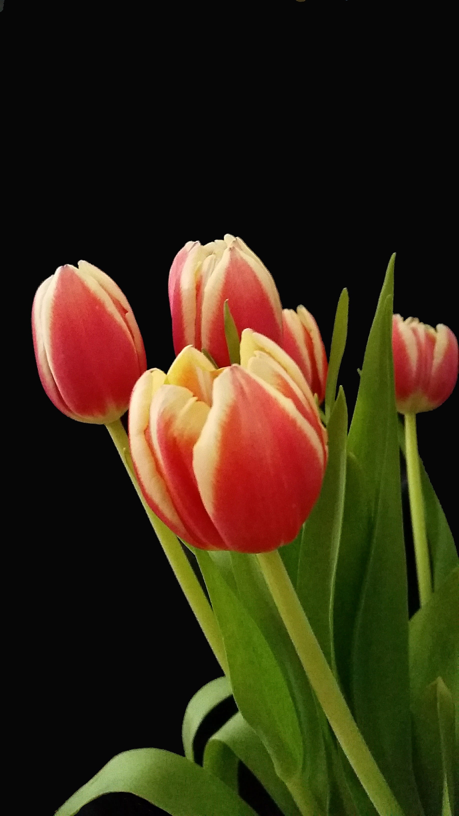 osterkarte, black background, flowers, spring flower, nature, decoration, bouquet, schnittblume, tulips, beauty in nature, plant part, frühlingsanfang, Phone HD Wallpaper
