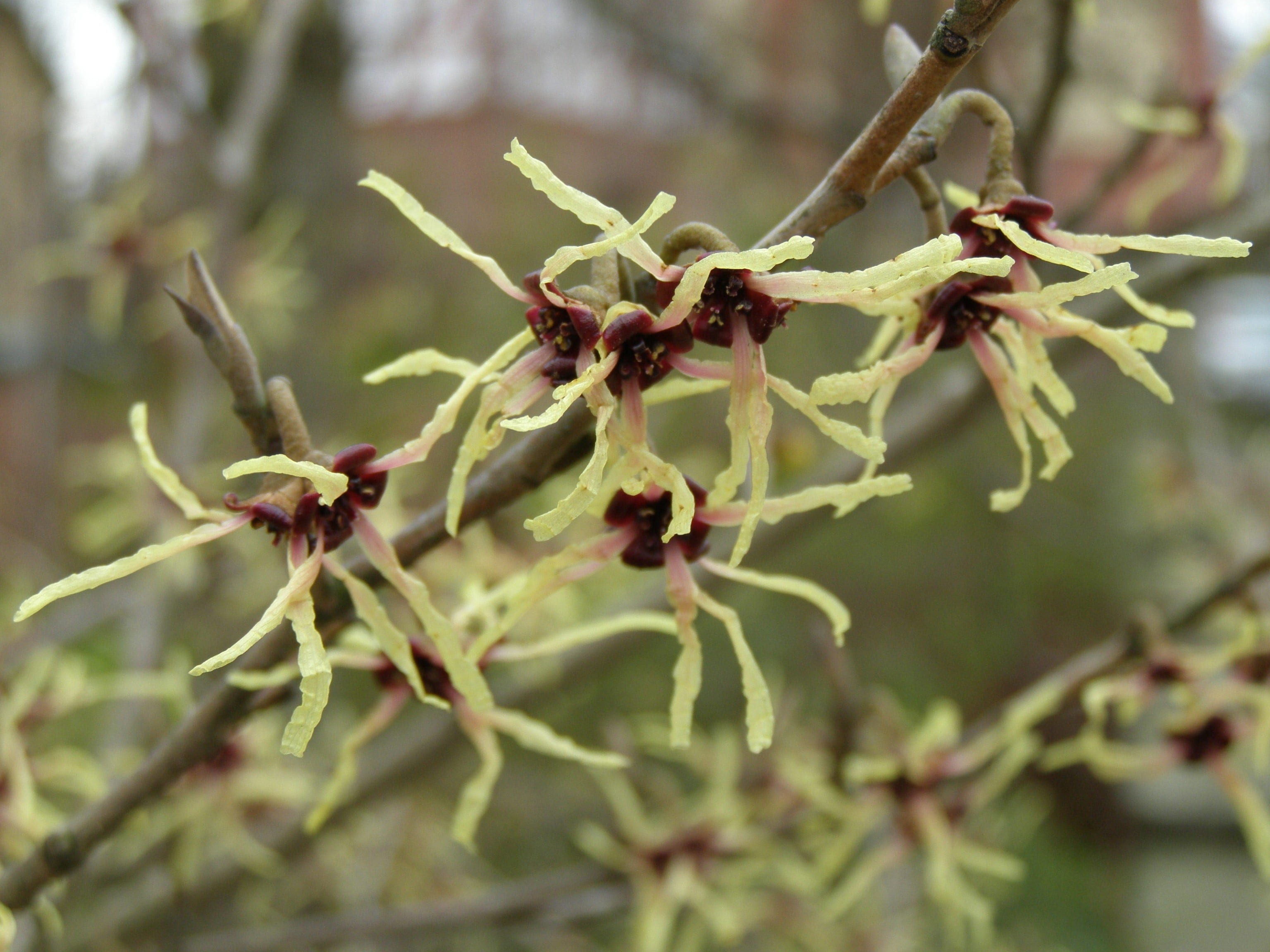selective focus, plant part, 2K, witch hazel, shrubs, wilted plant, tree, focus on foreground, flowers, food, bloom, healthy eating, spring, outdoors, HD Wallpaper