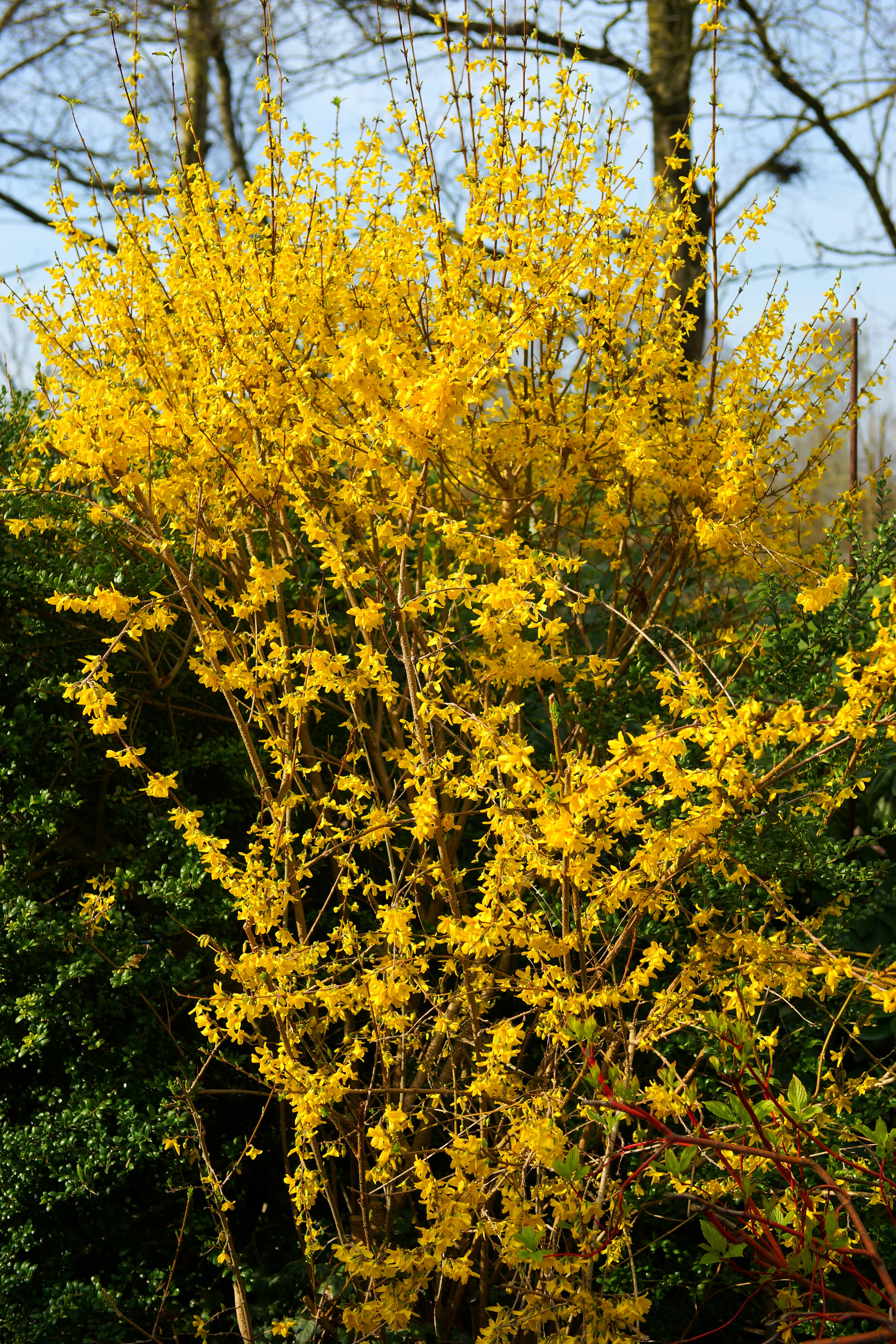 garden, yellow flowers, branch, plant, bush, nature, tranquility, forsythia, autumn, vulnerability, sunlight, yellow, flowers, 5K, beauty in nature, outdoors, Phone HD Wallpaper
