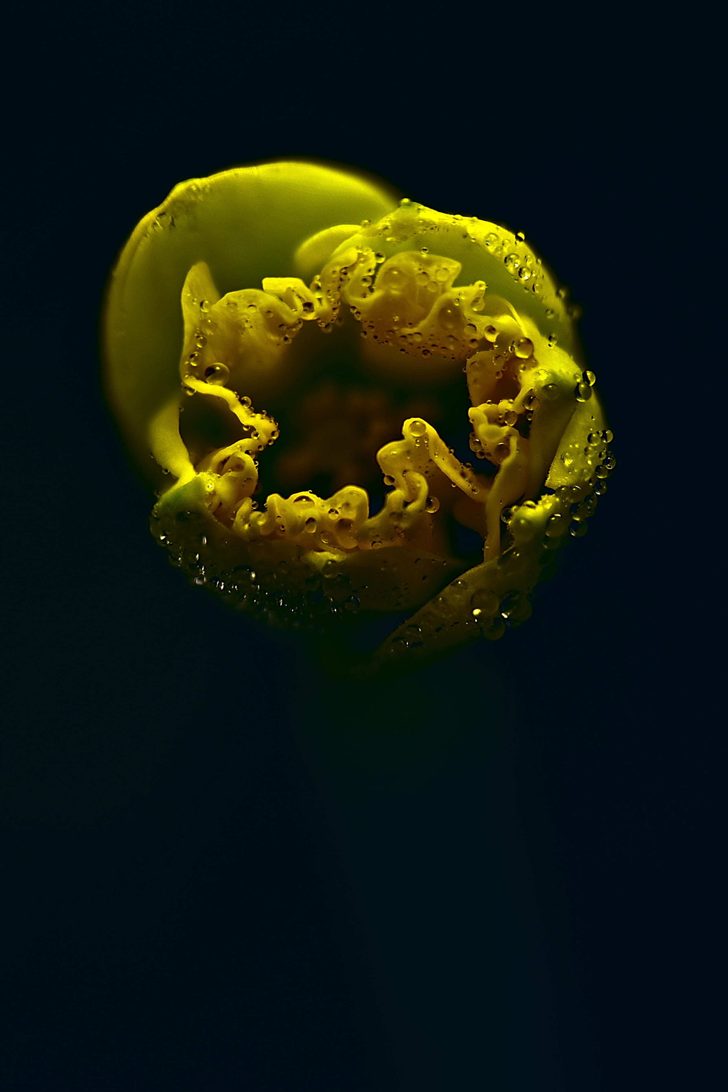 indoors, copy space, food, plant, drip, daffodil, spring, fruit, vegetable, yellow, spring awakening, rain, wellbeing, organic, freshness, no people, flower, Phone HD Wallpaper
