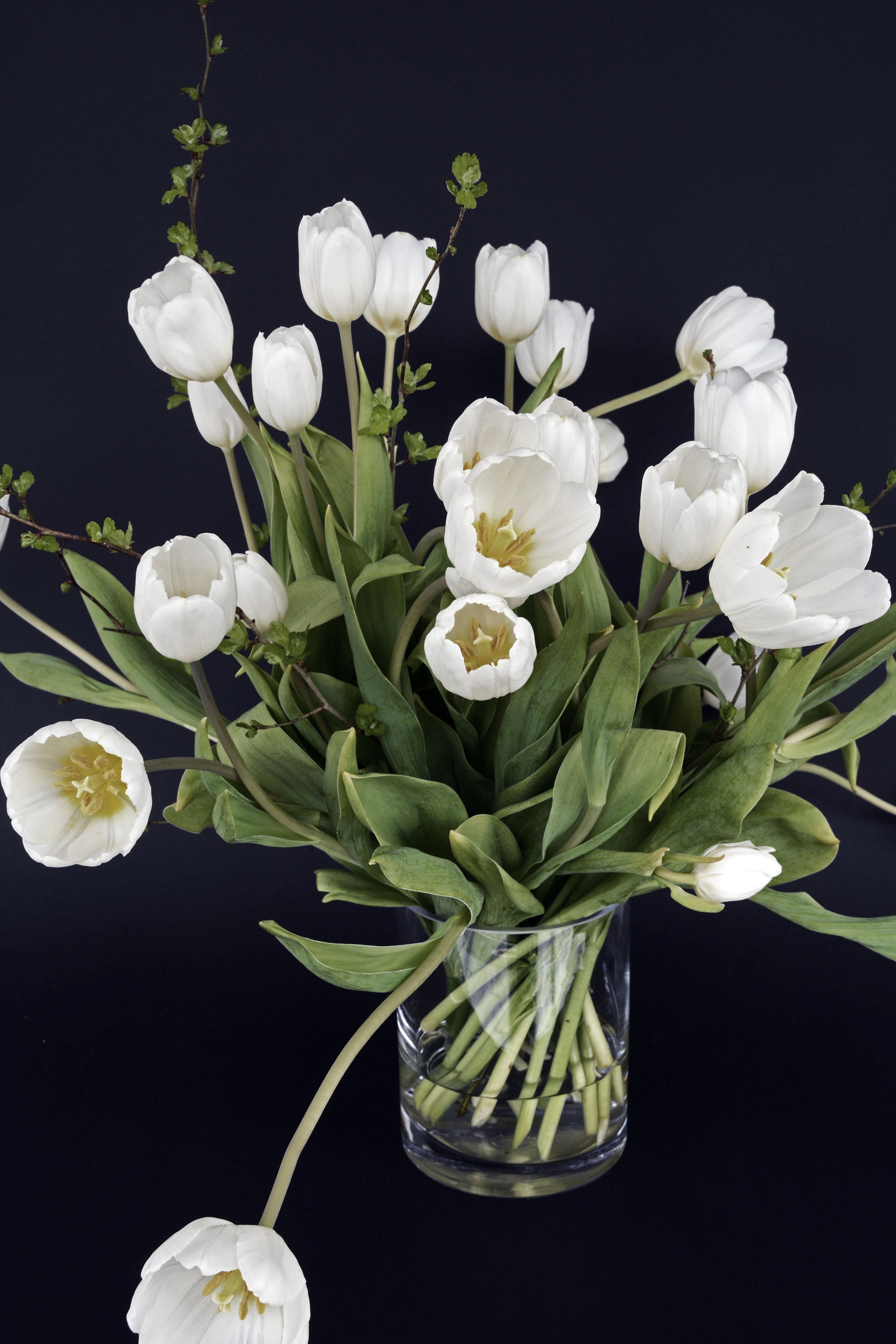 flower arrangement, nature, spring, indoors, 5K, vulnerability, petal, inflorescence, black background, flowers, spring awakening, white, studio shot, Phone HD Wallpaper