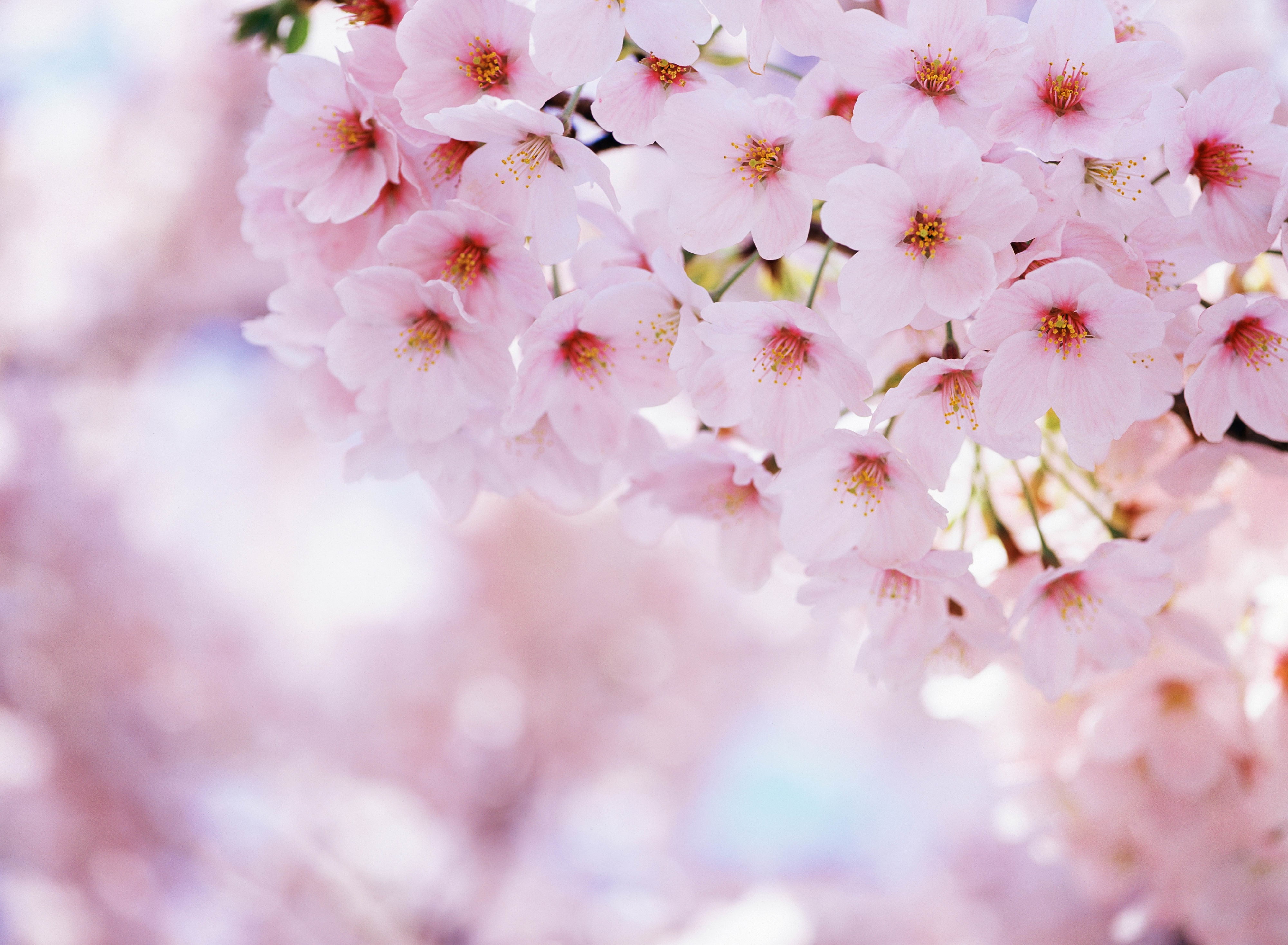 japanese cherry blossom, 4K, HD Wallpaper