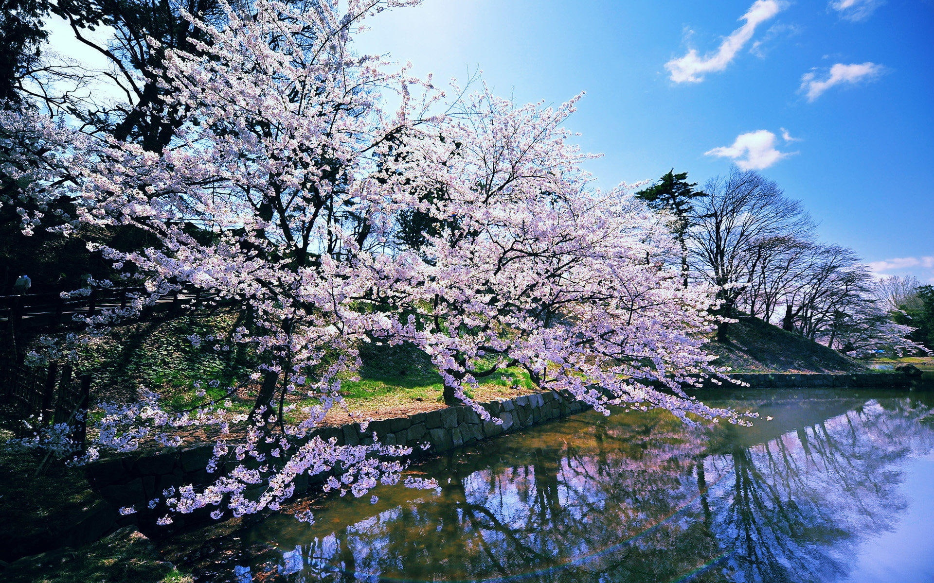 Cherry, 1080P, Blossoms, Japanese, HD Wallpaper