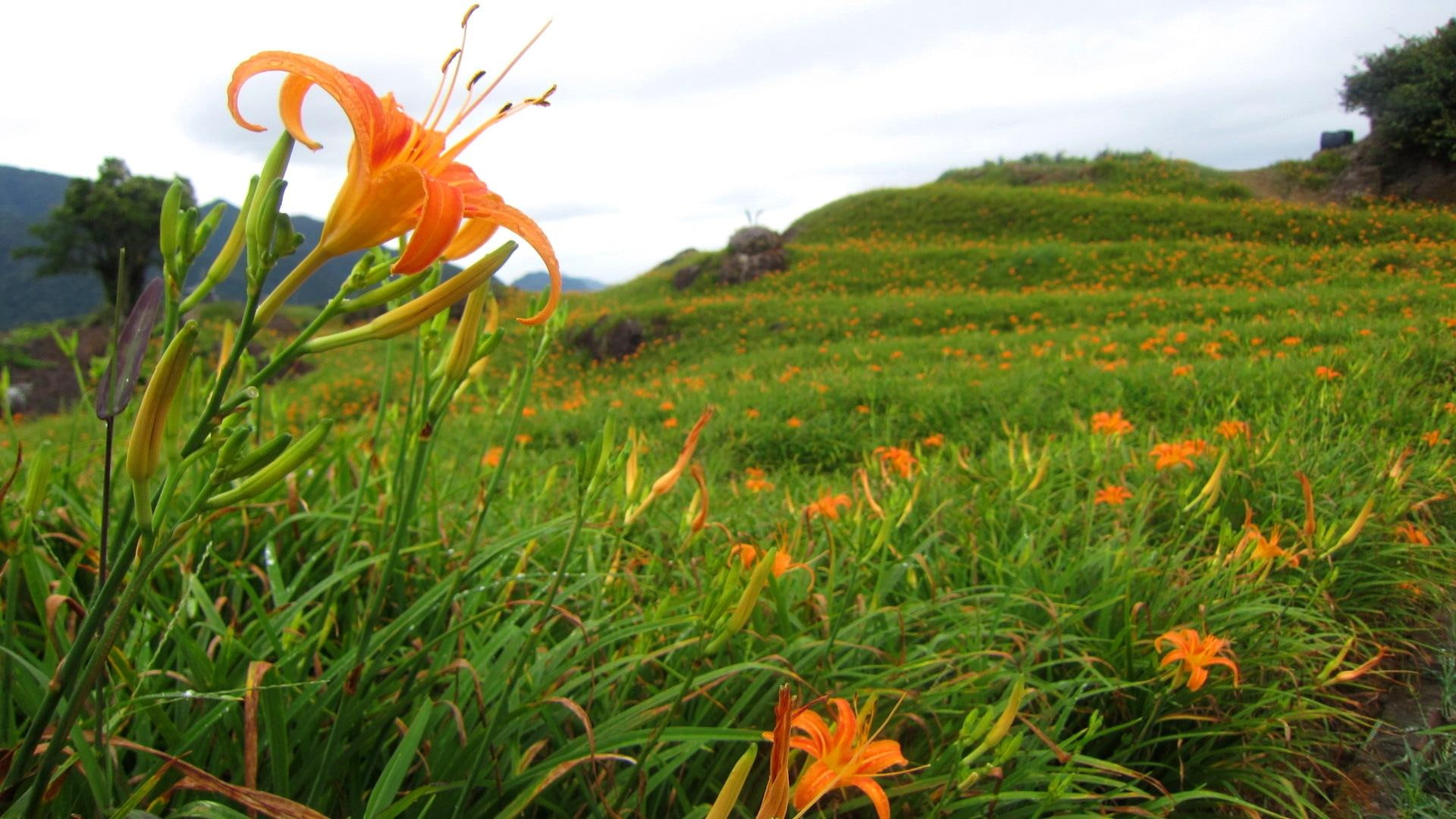 daylily, orange, mountain, ornamental-plant, flowers, 1080P, HD Wallpaper