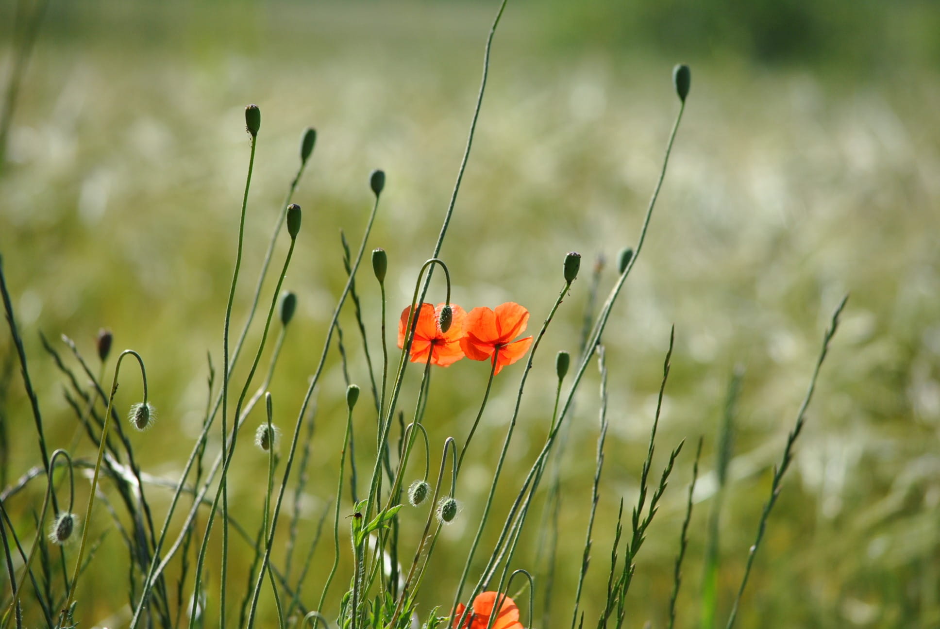 orange, inflorescence, growth, spring, field, land, bright, orange flower, flower head, petal, flowering plant, photography, outdoors, freshness, close up photography, HD Wallpaper