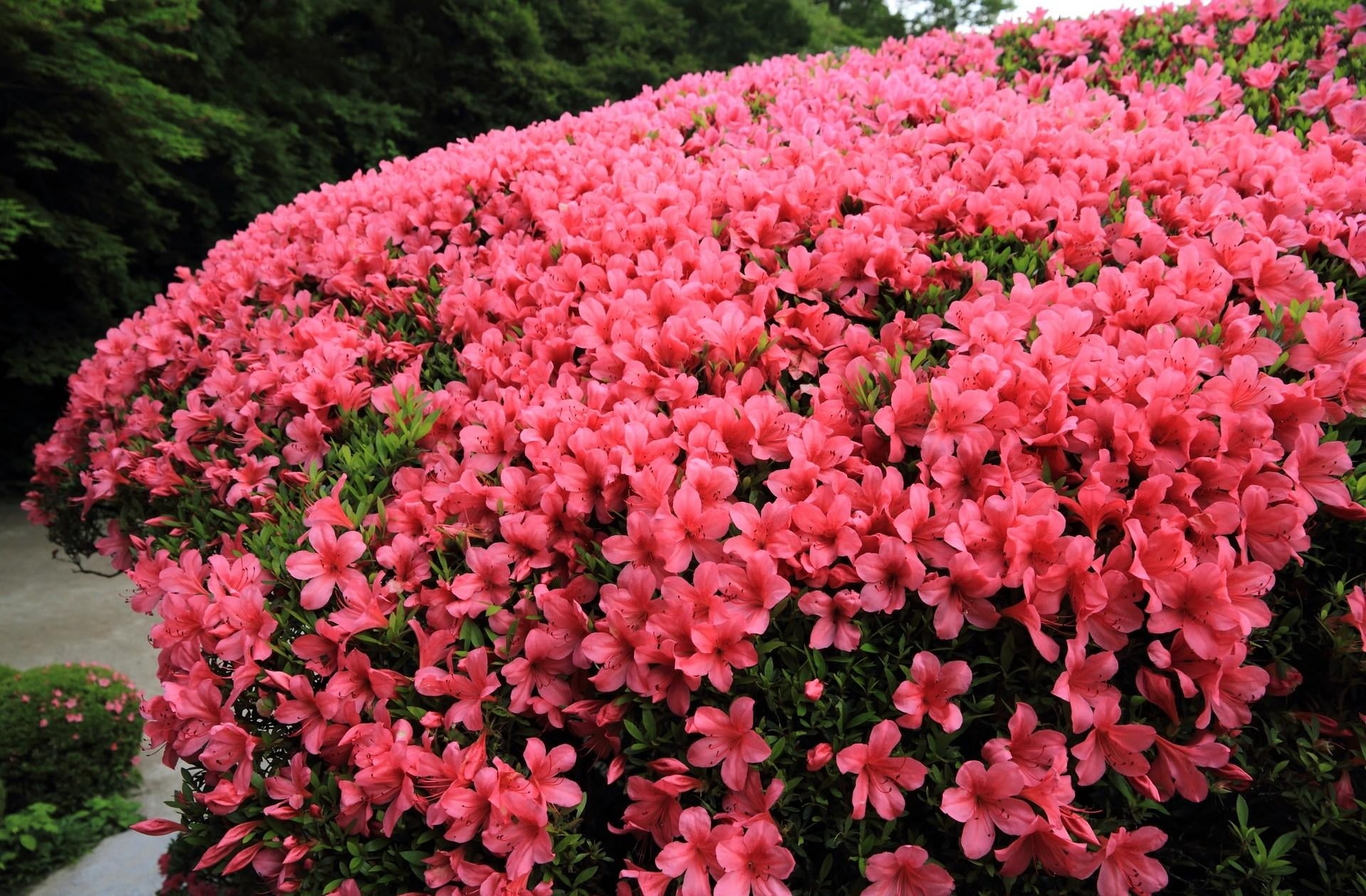freshness, 1080P, fragility, inflorescence, flowering, colors, beautiful, gardening, nature, growth, flowers, formal Garden, petal, pink Color, leaf, flowering plant, HD Wallpaper