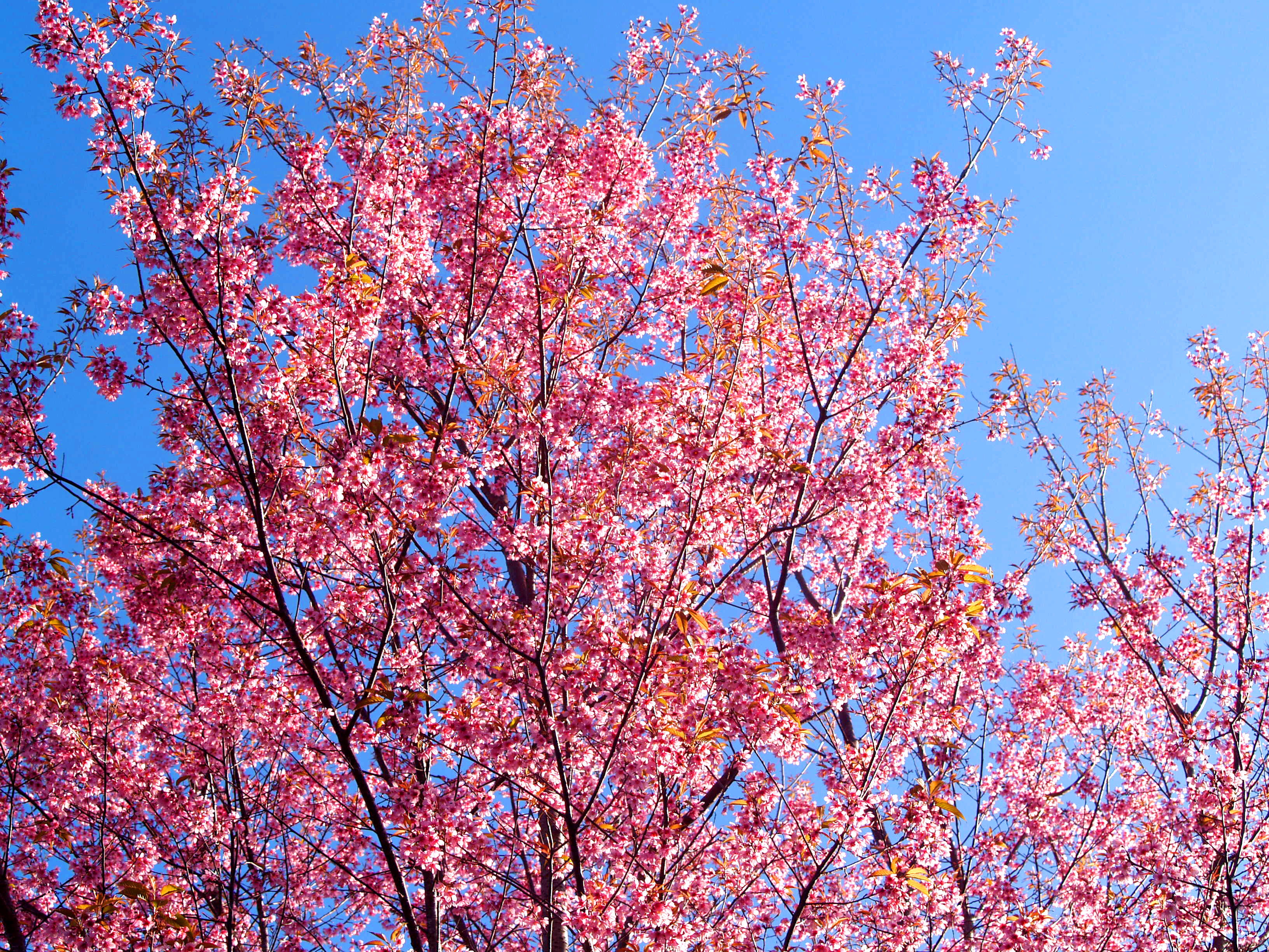 freshness, low angle view, serene, background, bloom, sky, cherry tree, colorful, blossom, blue, spring, pink color, sakura, beautiful, cherry blossoms, HD Wallpaper