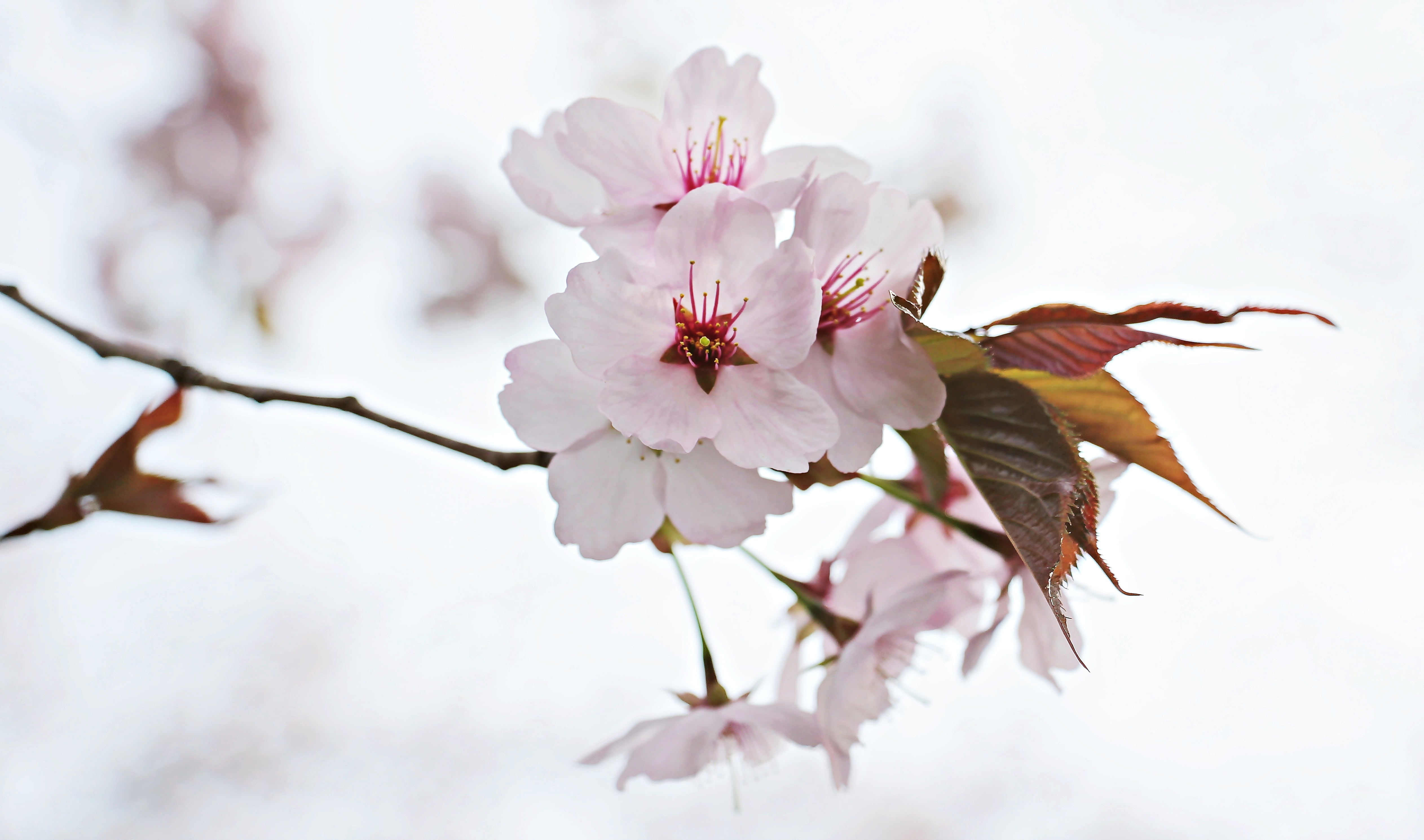 sky, beauty in nature, pink, cherry tree, blossomed, nature, bloom, tender, flora, greeting card, flower head, close-up, sweet, springtime, cherry blossom, HD Wallpaper