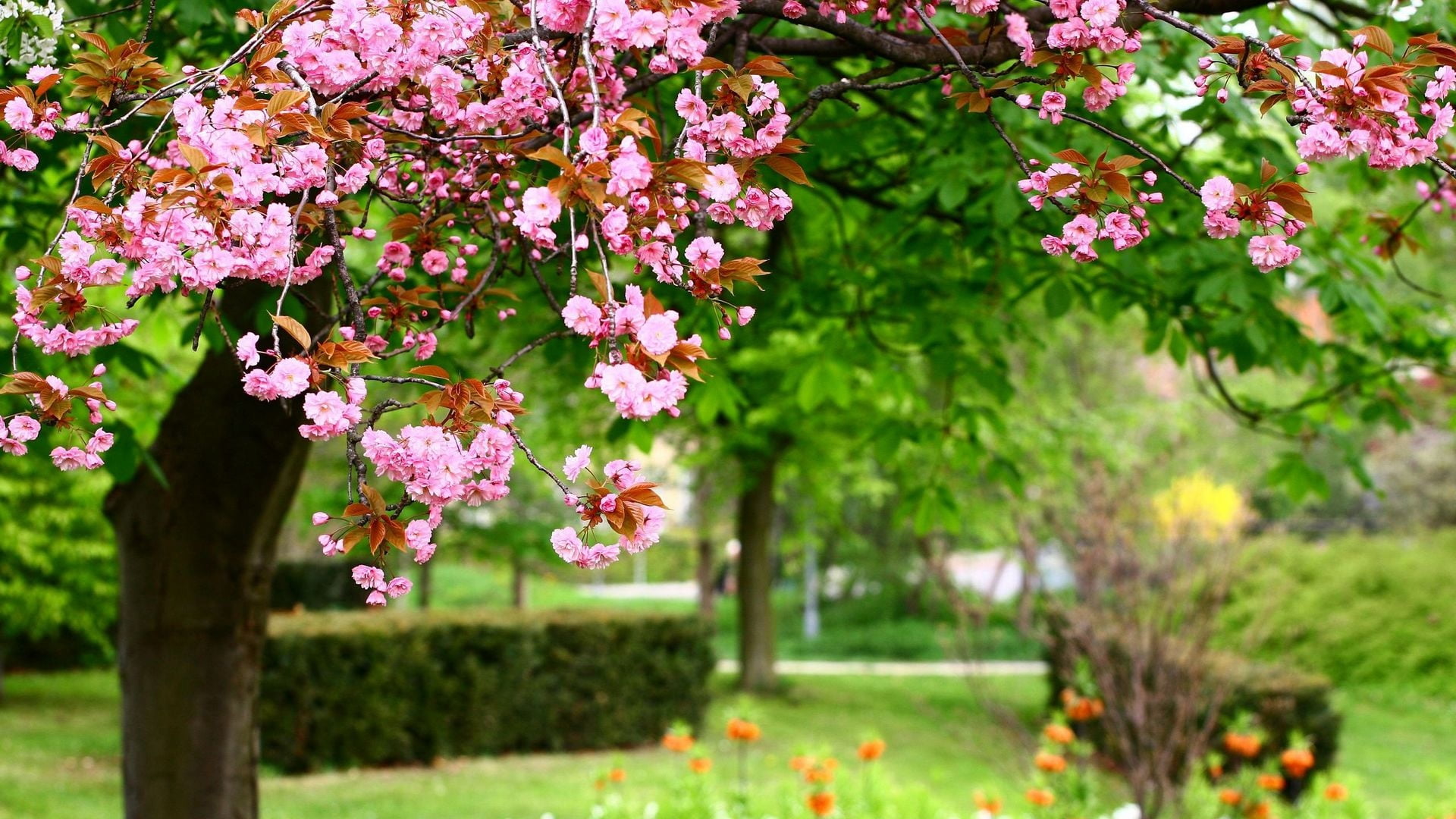 tree, summer flowers, park - Man Made Space, flowers, 1080P, japan, outdoors, pink Color, day, park, summer, blossom, leaf, focus on foreground, close-up, HD Wallpaper
