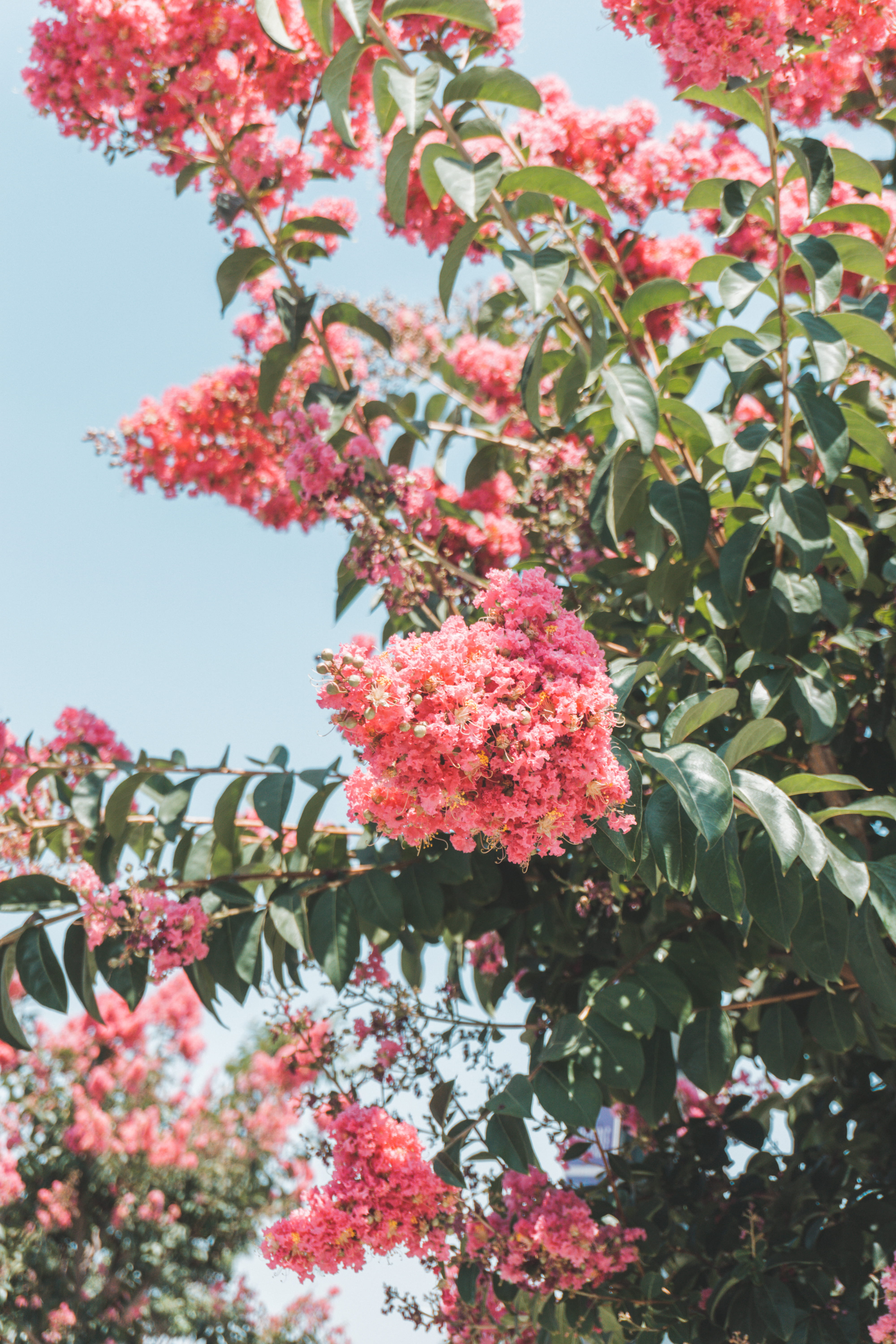 plant, flower, petaled, 5K, bush, flowering plant, flower arrangement, ornament, cherry blossom, pink color, plant part, tree, berry fruit, dahlia, springtime, Phone HD Wallpaper