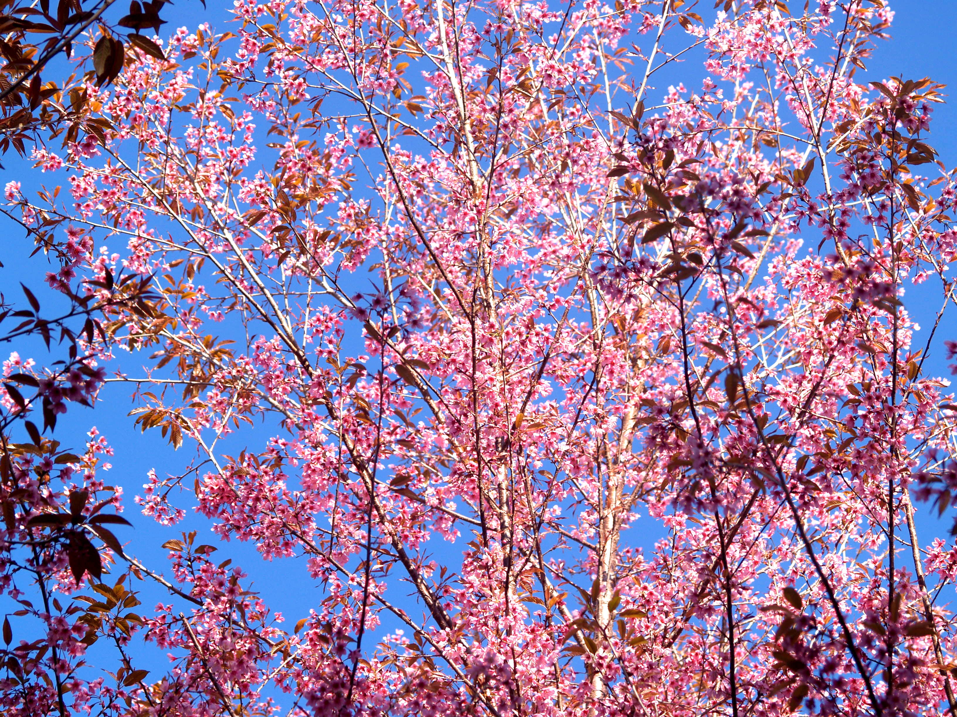 bloom, leaves, 2K, romantic, clear sky, color, flora, landscape, branch, sakura, pink color, petals, sky, blooming, fragility, outdoors, vulnerability, HD Wallpaper
