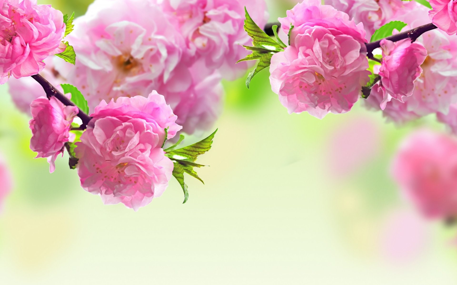 inflorescence, flower head, fragility, petal, cherry blossom, growth, pink color, Earth, flower arrangement, no people, beauty in nature, springtime, outdoors, HD Wallpaper