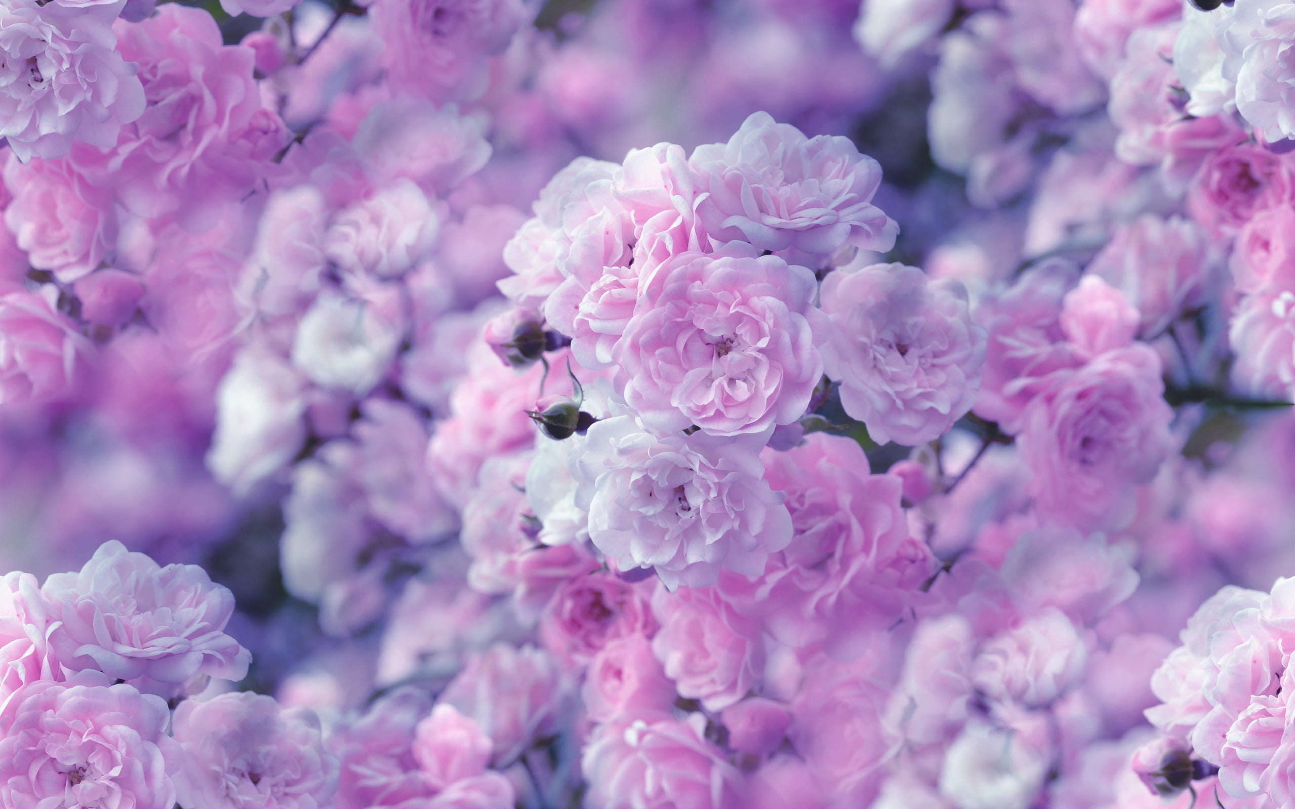 no People, pink Color, bunch of flowers, macro, flower Head, decoration, flower, petal, roses, japan, formal Garden, leaf, season, cherry Blossom, day, HD Wallpaper