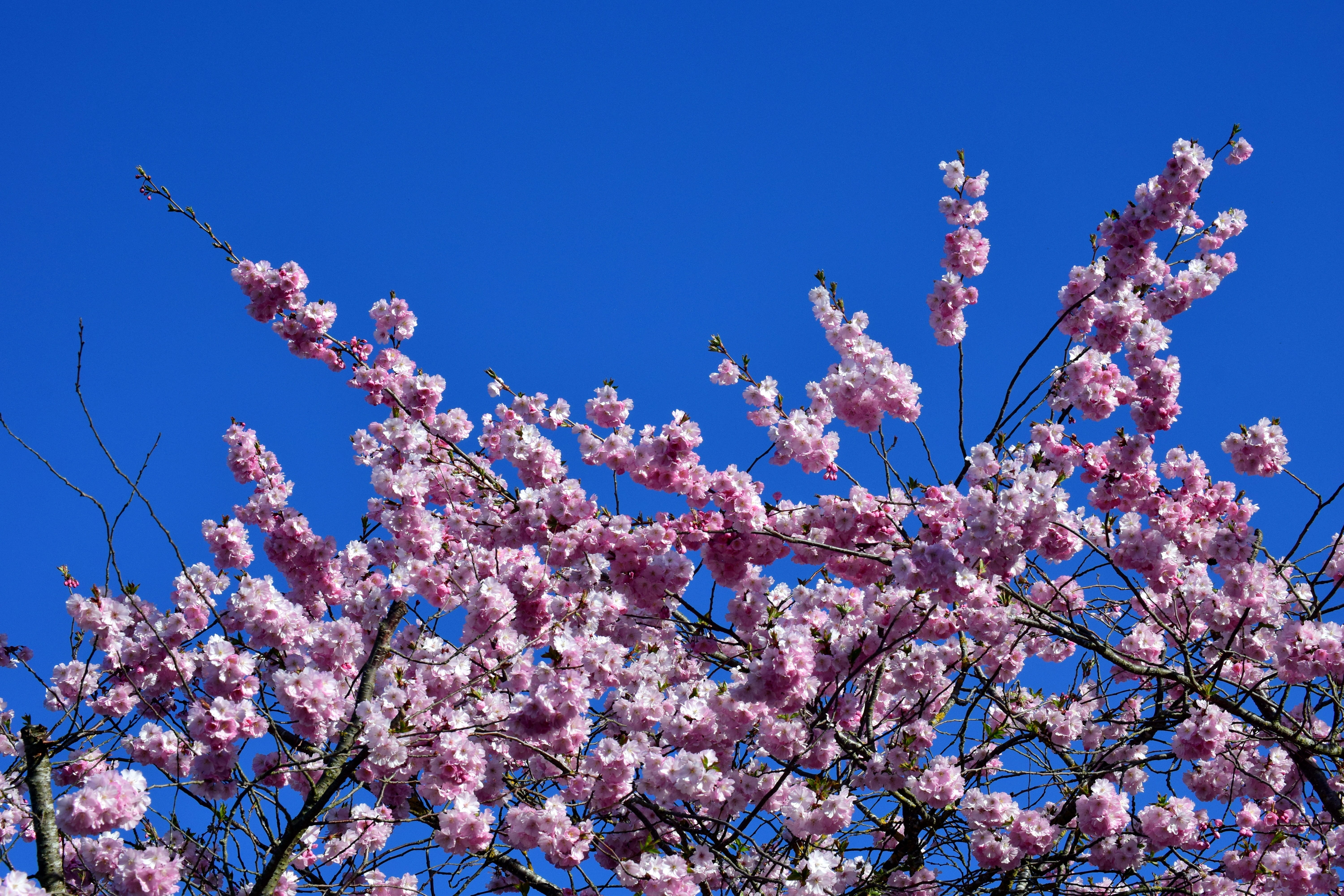 freshness, day, pink color, cherry blossoms, pink, vulnerability, cherry tree, beautiful, 5K, no people, springtime, sky, low angle view, clear sky, cherry blossom, HD Wallpaper