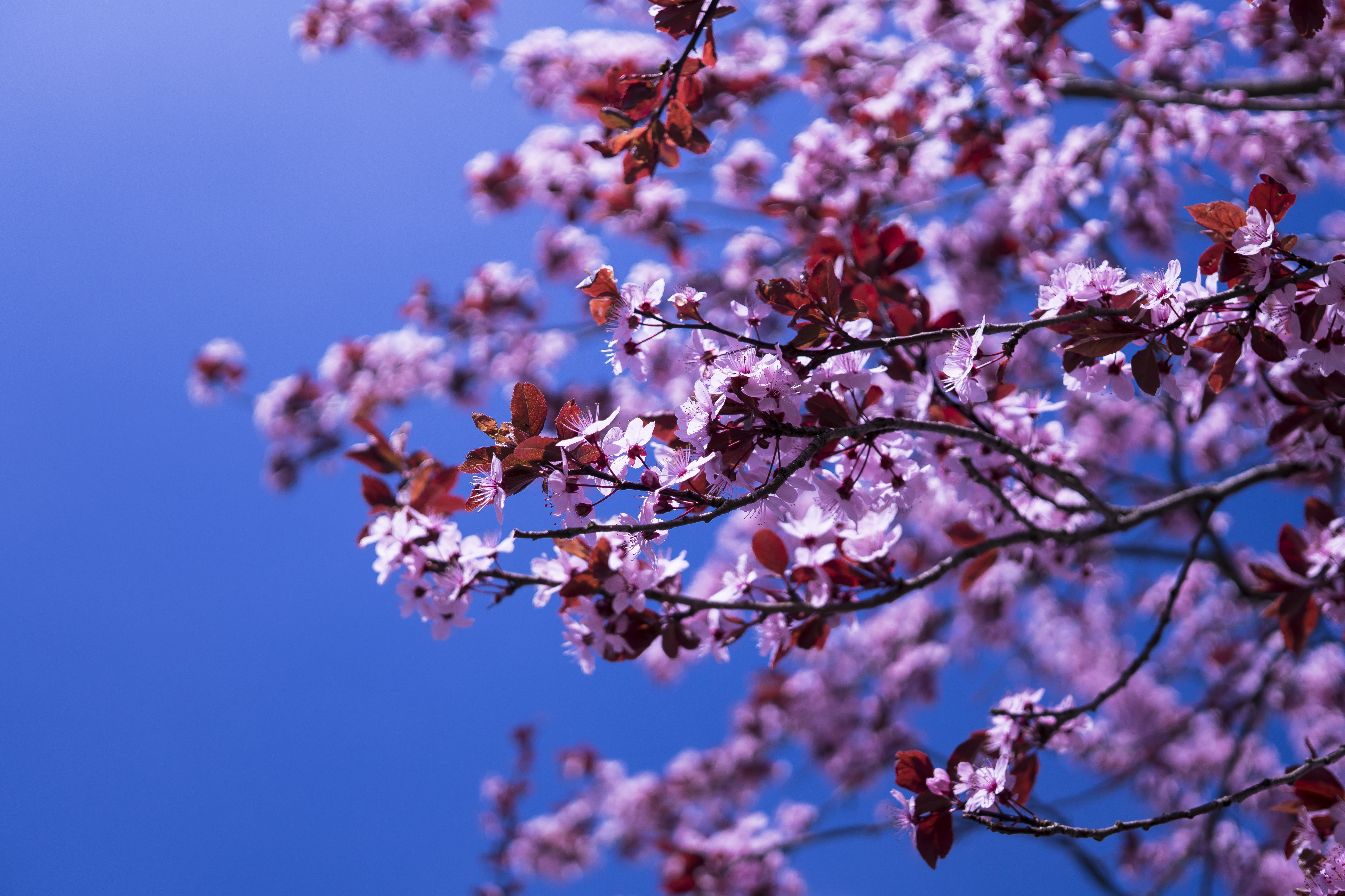 flower head, pink, beautiful, plum blossom, cherry blossoms, growth, sky, freshness, bloom, nature, purple, beauty in nature, spring, springtime, macro, HD Wallpaper