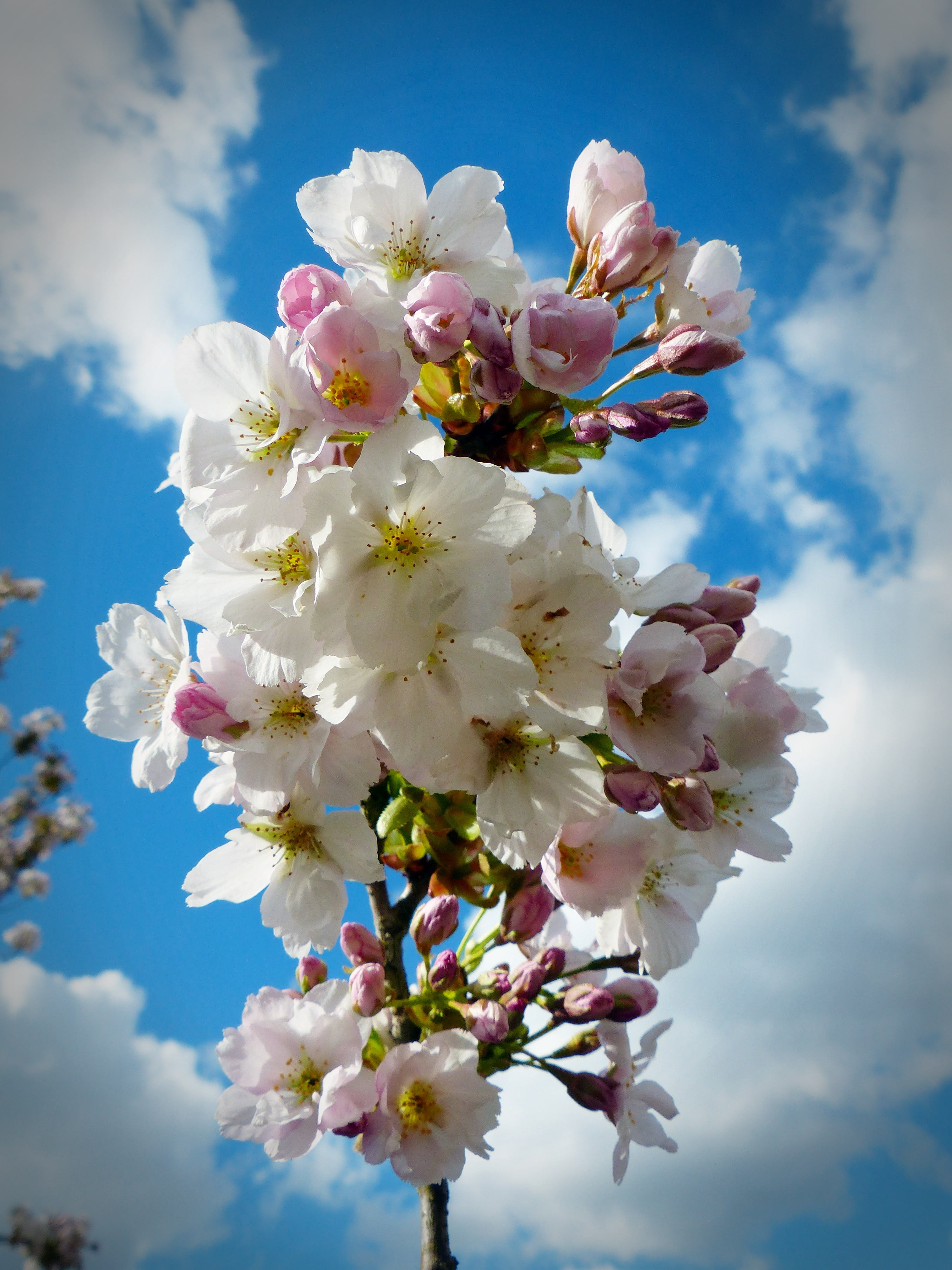 bunch of flowers, low angle view, springtime, cherry blossom, cloud - sky, flowering plant, plant, day, cherry tree, flower, freshness, close-up, branch, Phone HD Wallpaper