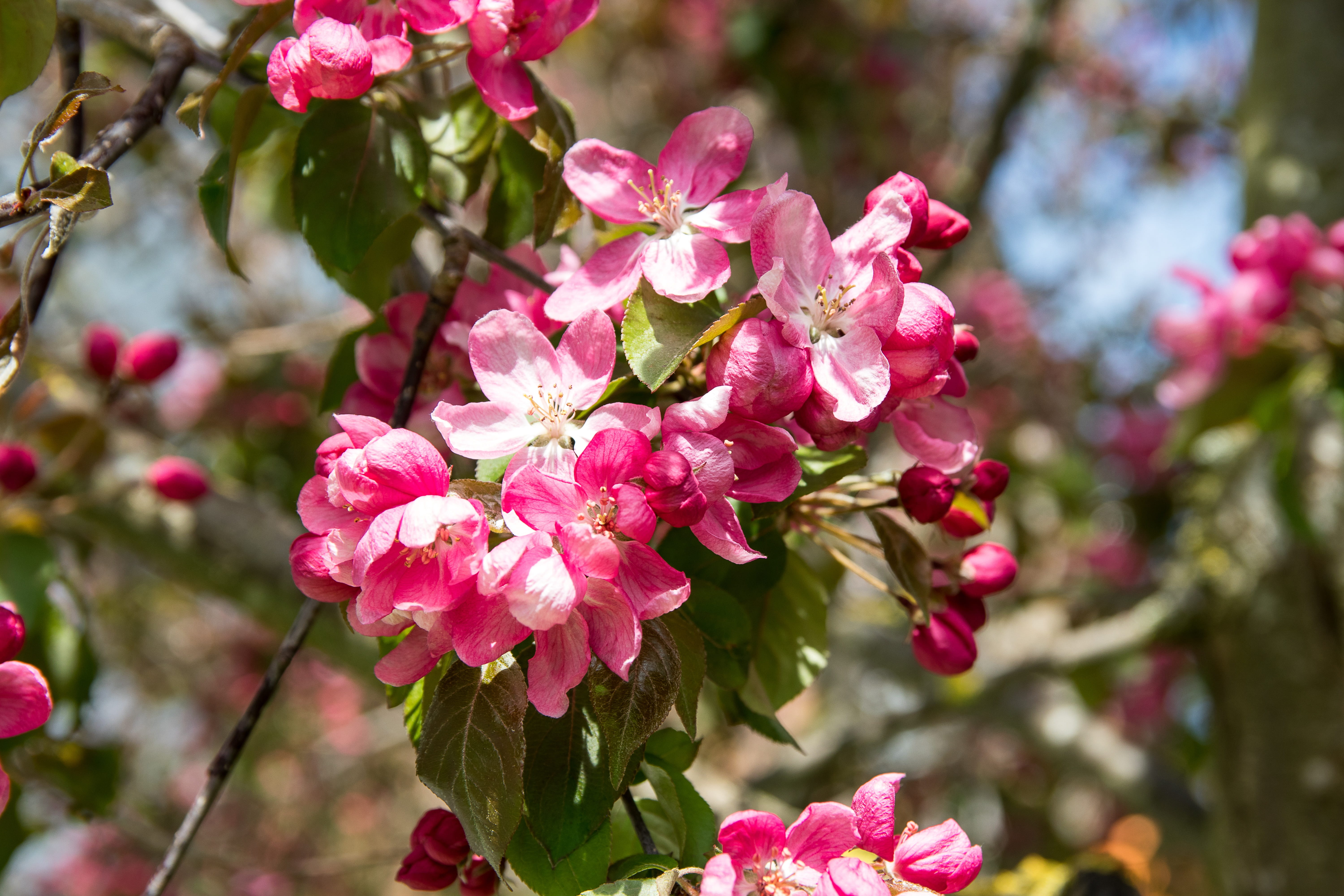 beauty in nature, plant, pink color, branch, spring, tree, bunch of flowers, flower, inflorescence, focus on foreground, no people, bloom, ornamental cherry, HD Wallpaper