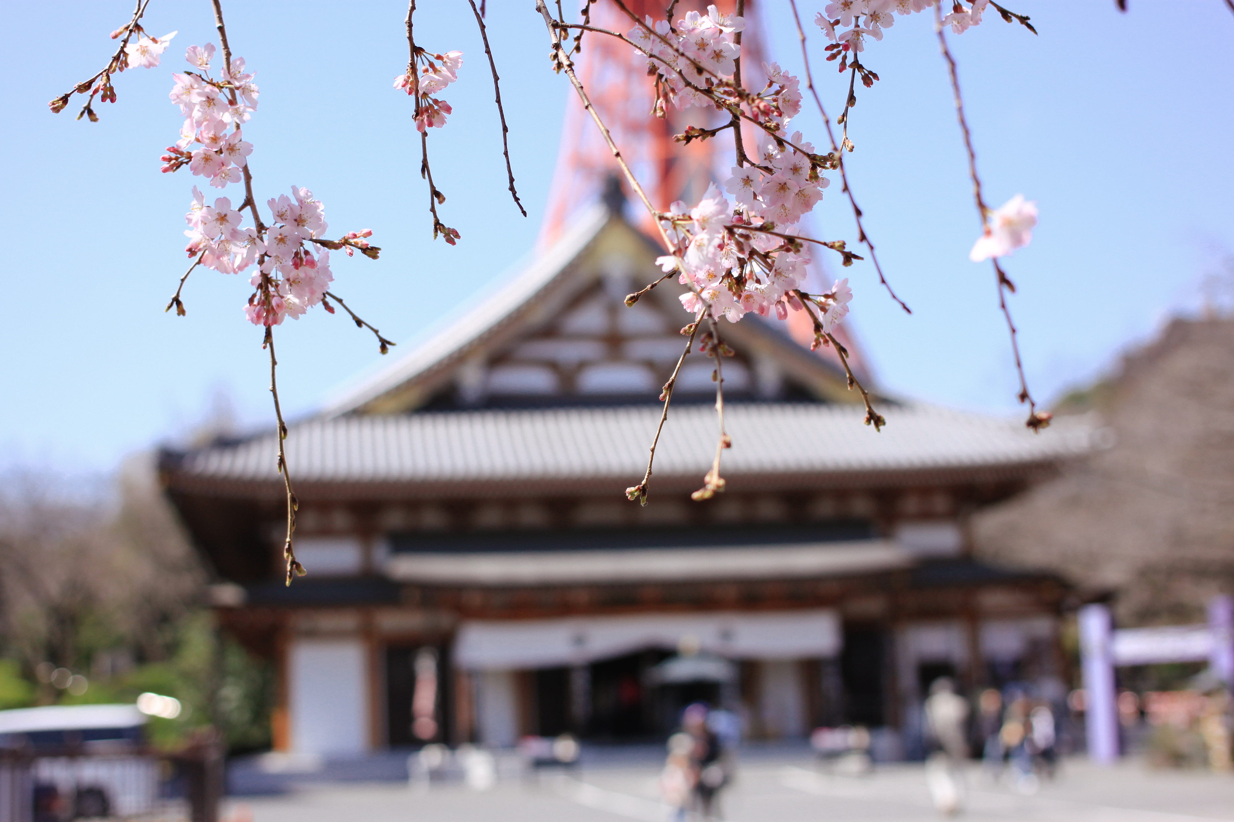 branch, sky, asia, growth, springtime, beauty in nature, architecture, travel destinations, cultures, plum blossom, plant, nature, temple, flowering plant, HD Wallpaper