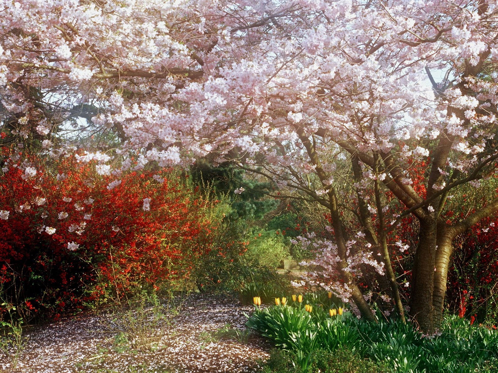 springtime, spring, tulips, flowering, landscape, cherry, beauty In Nature, growth, color Image, multi Colored, red, flowering plant, season, nature, cherry Tree, HD Wallpaper