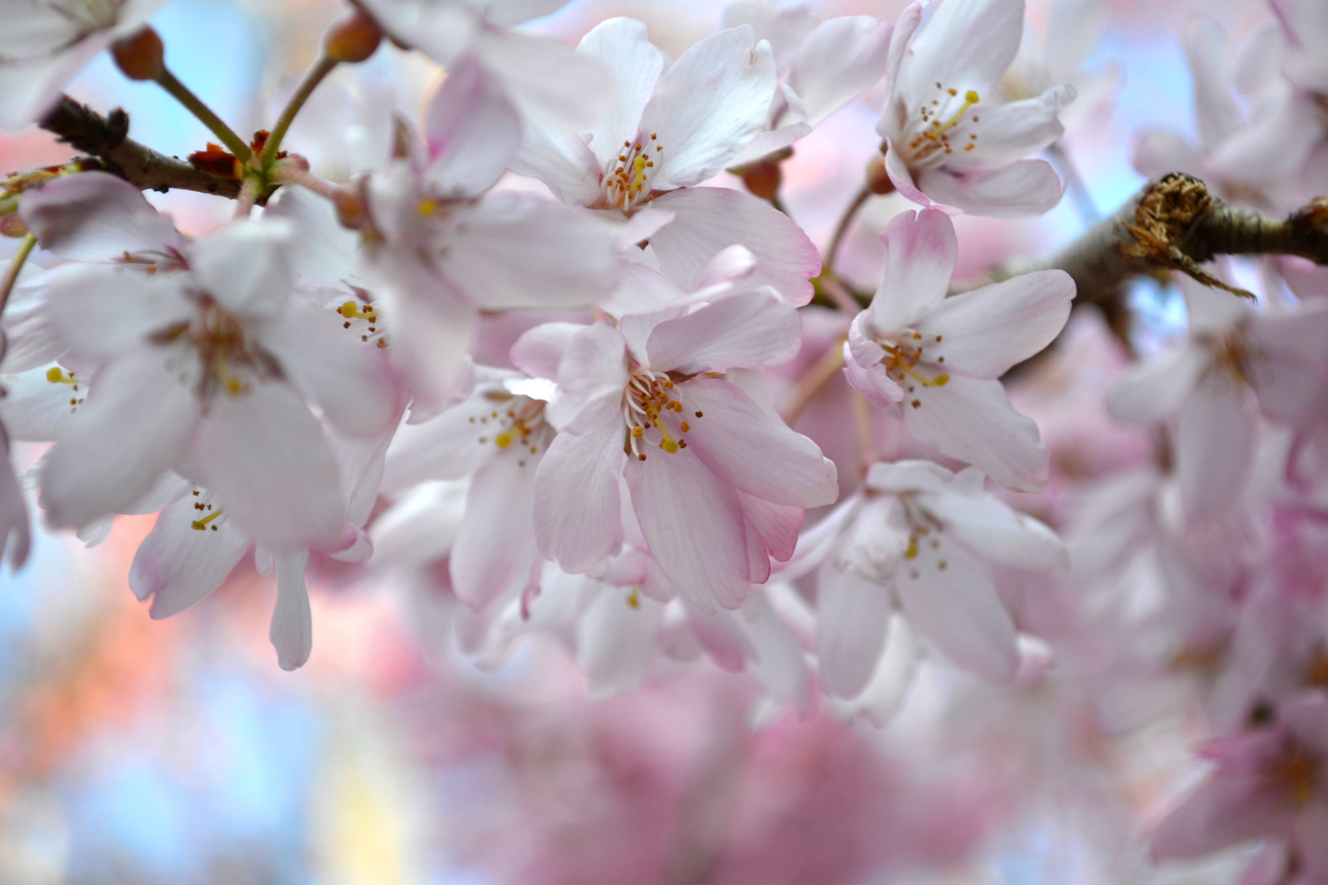 flower head, softness, fragility, plant, beauty in nature, flora, freshness, cherry blossom, petal, flowering plant, cherry, spring, no people, flowers, HD Wallpaper