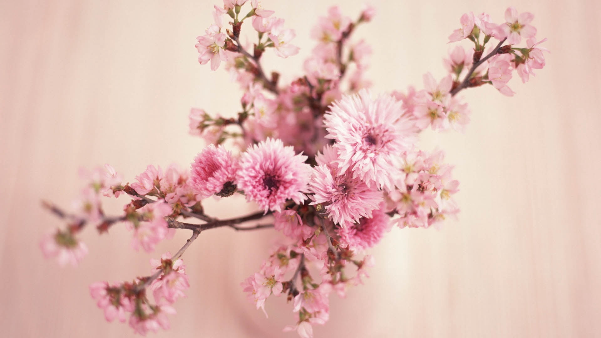 cherry, cherry Blossom, sakura, day, nature, close-up, petal, color Image, indoors, flowering plant, fragility, flower Head, freshness, 1080P, season, HD Wallpaper