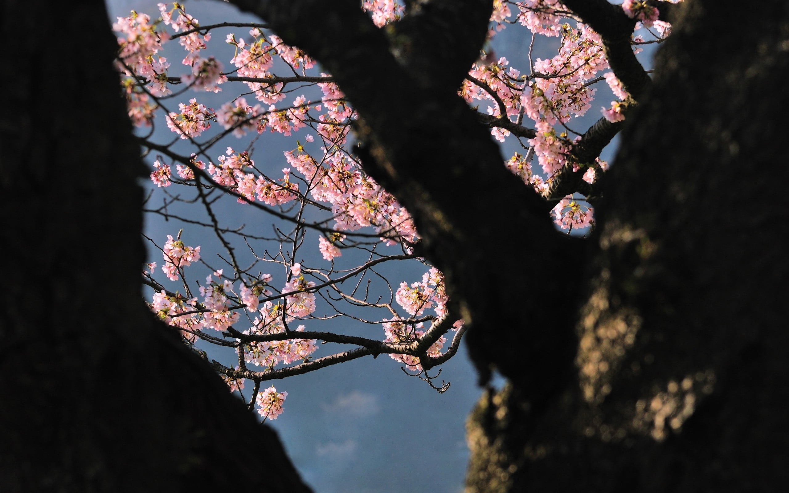 tree, springtime, plant, fragility, flower, outdoors, close-up, shade, low angle view, pink Color, tree trunk, blossom, flowering plant, spring, trunk, HD Wallpaper