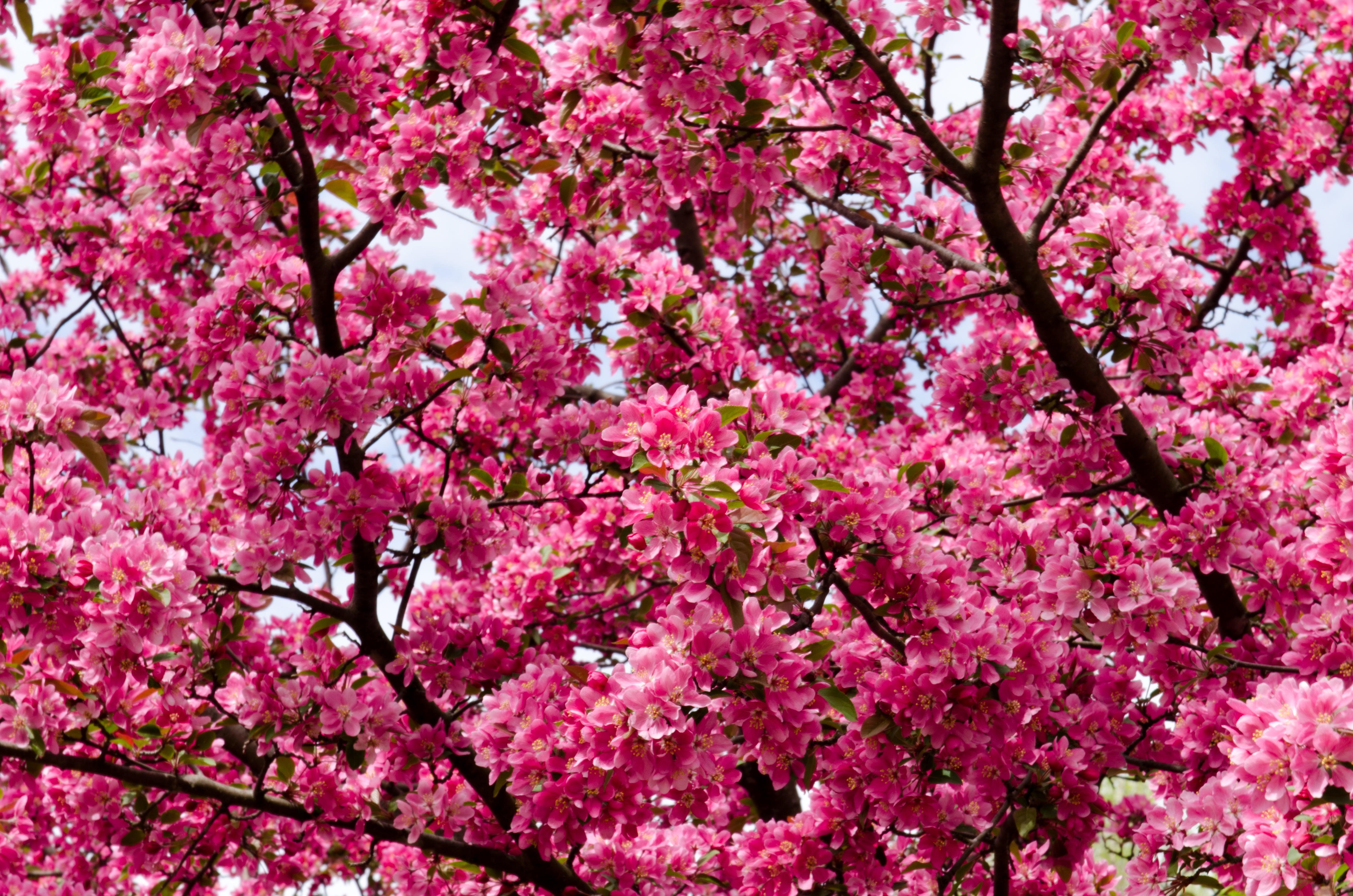 season, japanese Culture, close-up, 4K, cherry Tree, plant, japan, flowering plant, flower Head, growth, plum blossom, blossom, pink Color, pink, no People, HD Wallpaper