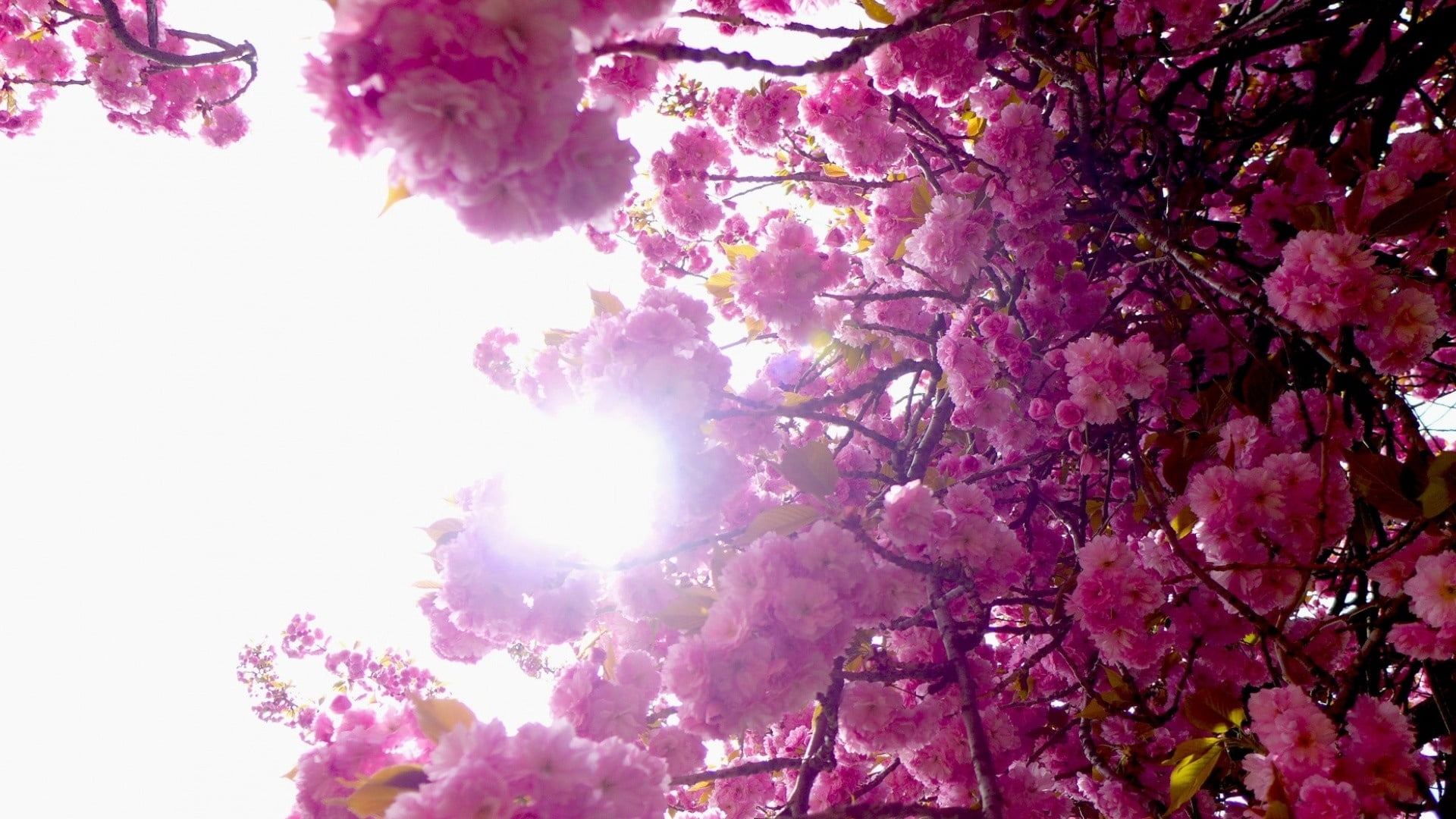 nature, close-up, beauty In Nature, flower Head, freshness, branches, no People, color Image, fragility, petal, outdoors, season, botany, branch, tree, HD Wallpaper