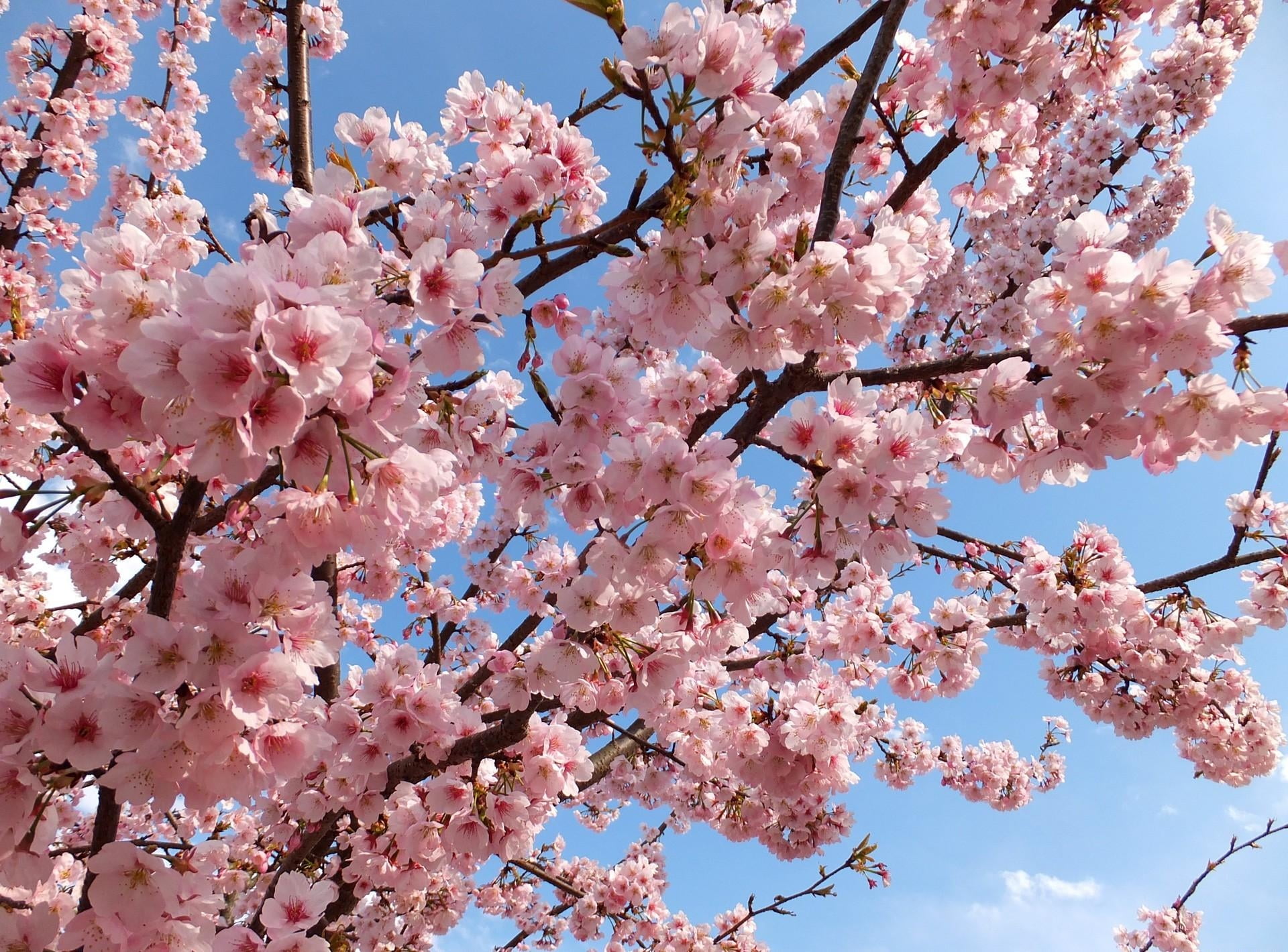 blossom, beauty In Nature, cherry Blossom, blossoms, growth, pink Color, springtime, 1080P, sky, japanese Culture, petal, outdoors, backgrounds, vulnerability, HD Wallpaper