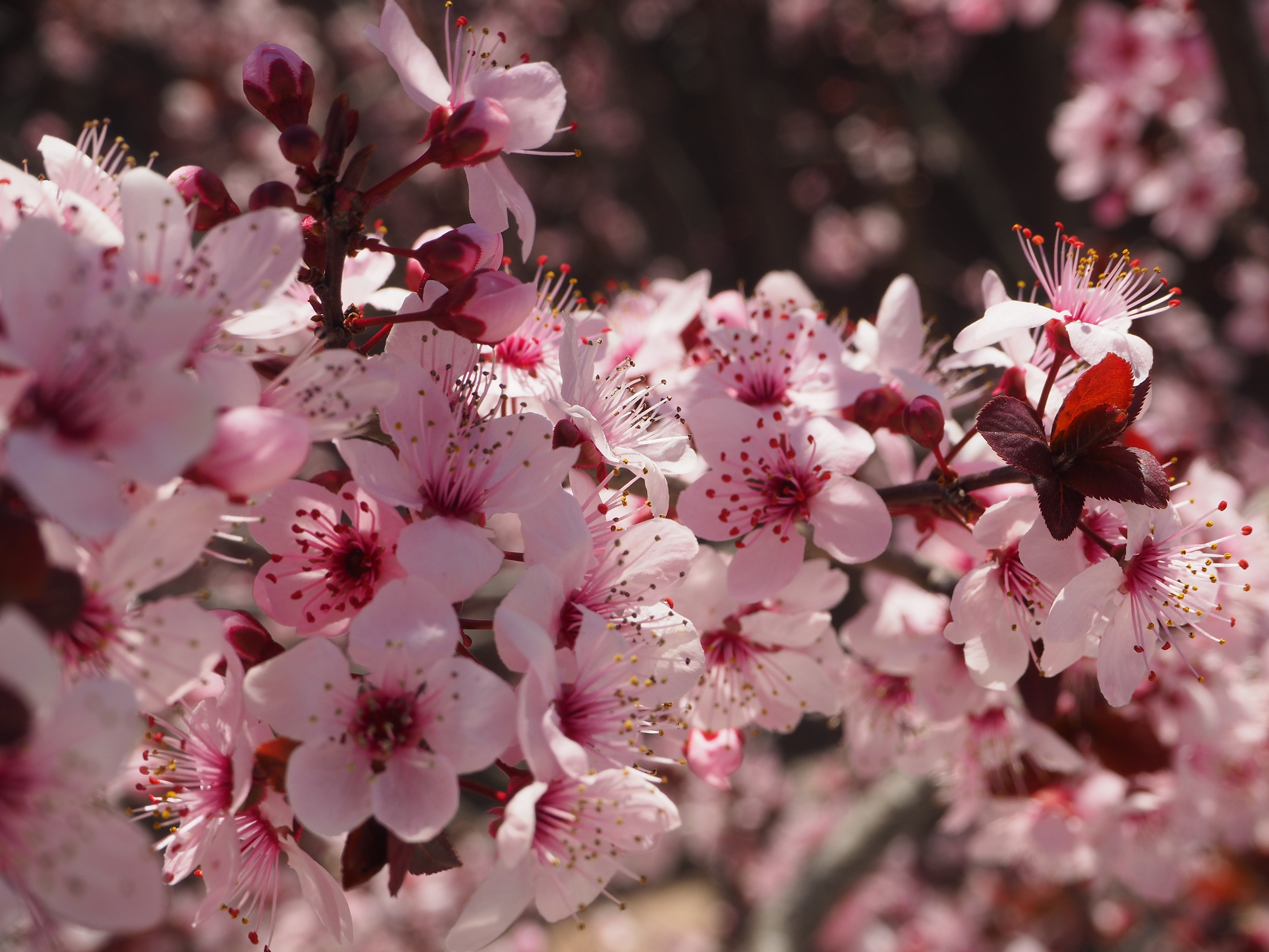fragility, pollen, color Image, botany, pink Color, springtime, outdoors, inflorescence, cherry, japan, nature, flower Head, branch, freshness, flowering, HD Wallpaper