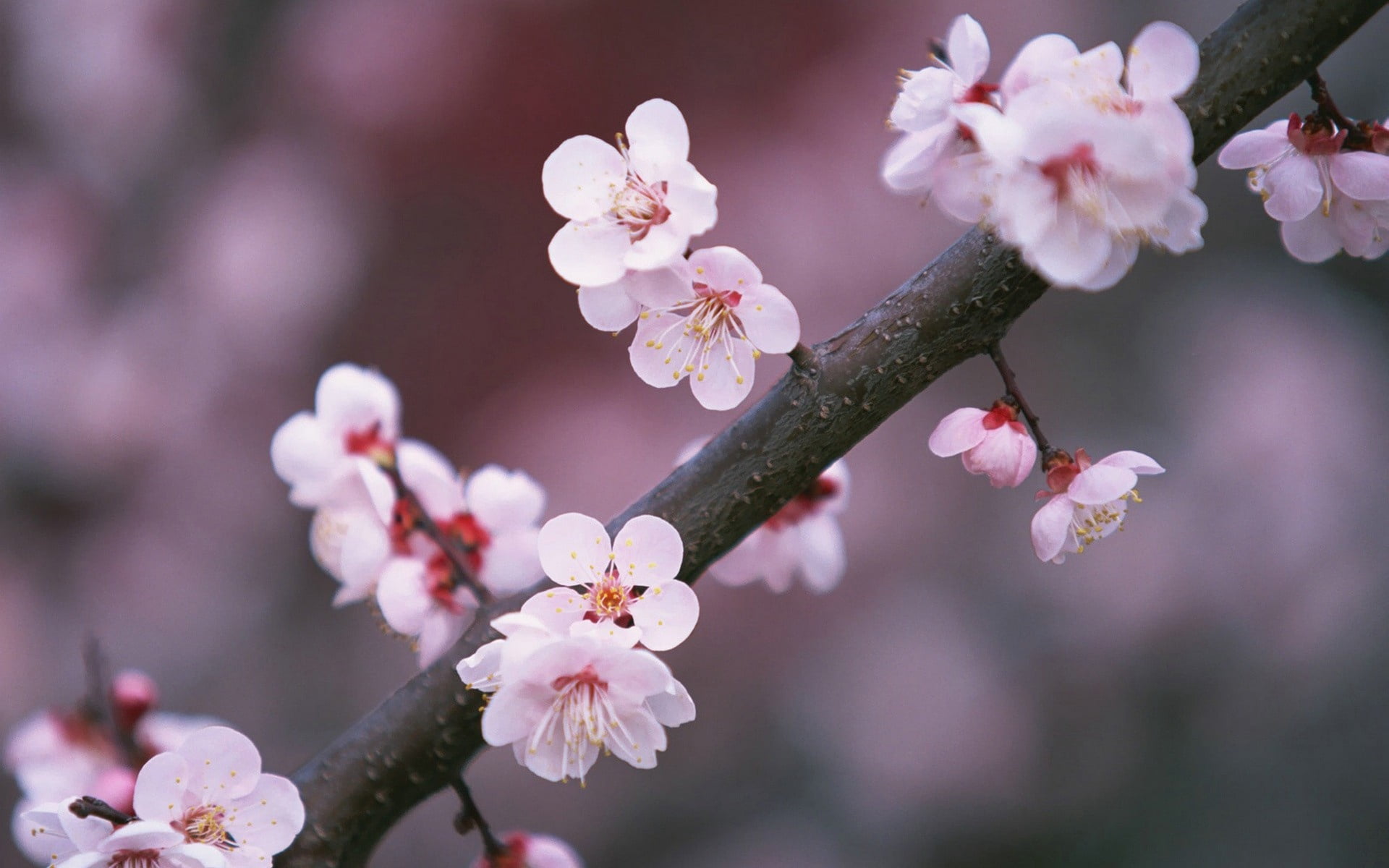 bloom, white, cherry Blossom, sakura, orchard, vulnerability, leaf, backgrounds, plant, pink Color, 1080P, fragility, spring, petal, flower, tree, season, HD Wallpaper