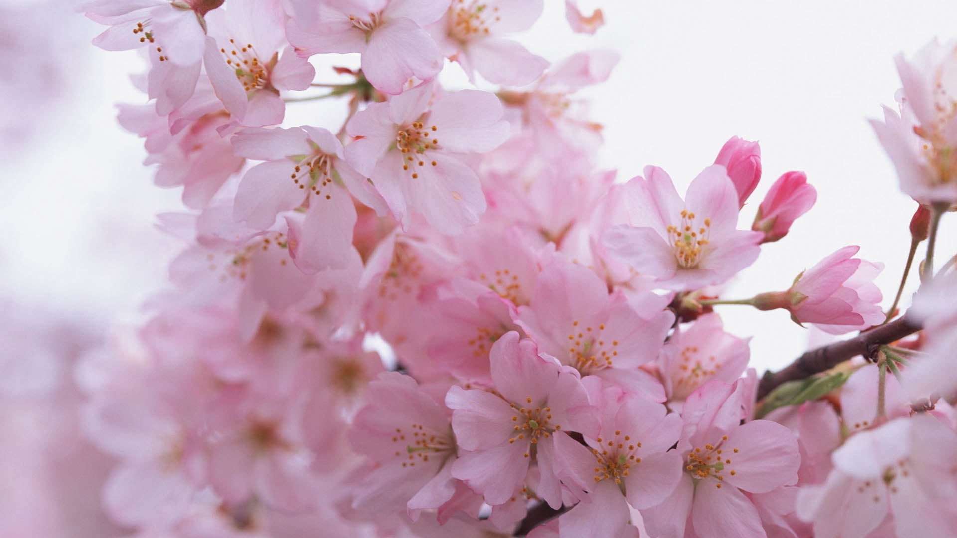 plant, nature, beauty In Nature, flowering plant, springtime, freshness, no People, branch, fragility, tree, flowers, japan, cherry, blossom, flower, pink, HD Wallpaper