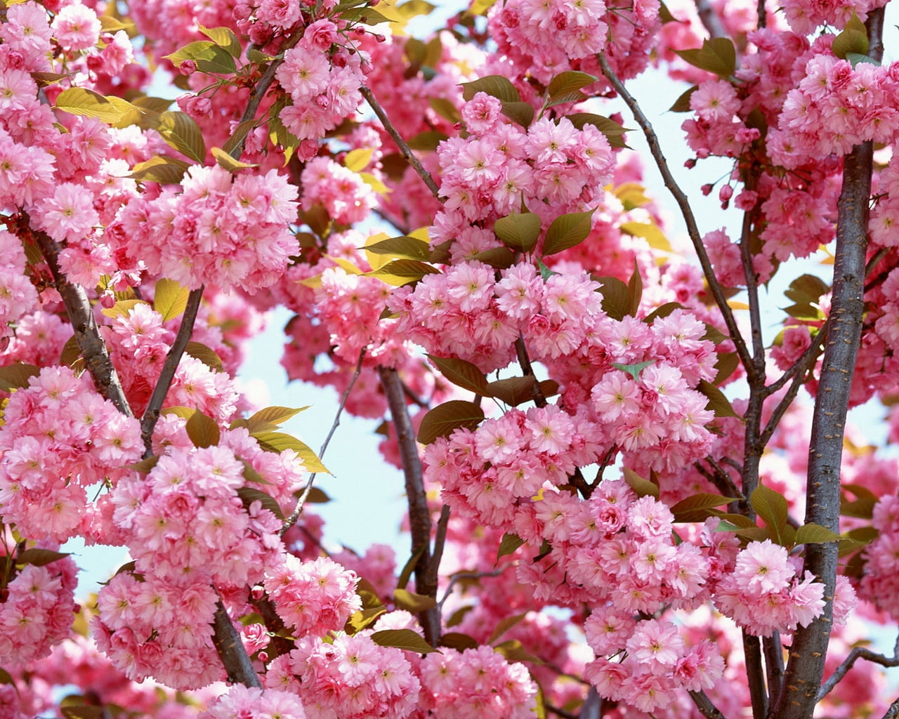 asia, petal, nature, leaf, lilac, flower, botany, low angle view, cherry tree, 720P, blossom, japanese Culture, pink, japan, springtime, close-up, vulnerability, HD Wallpaper