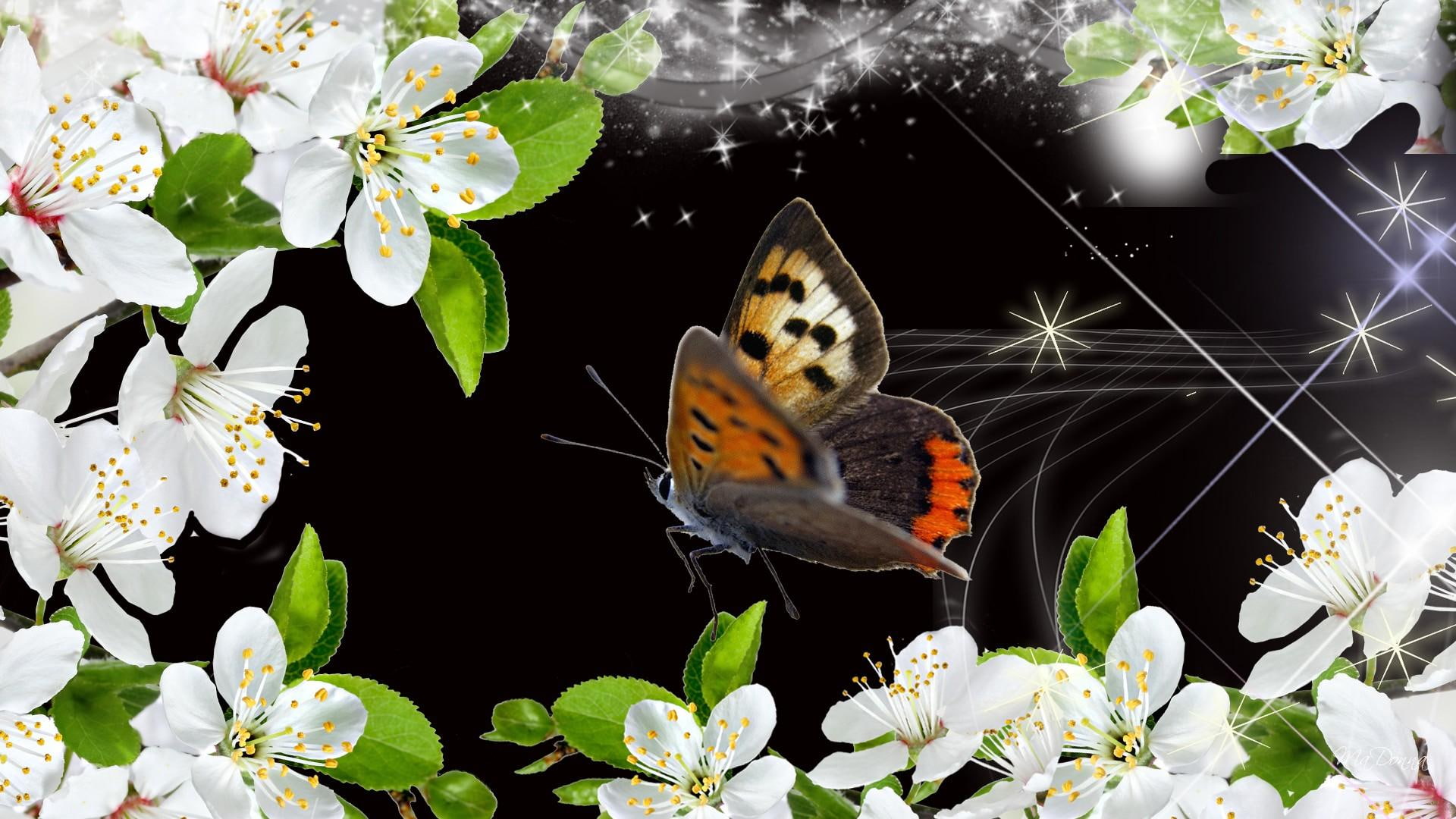 sweet, apple blossoms, cherry blossoms, sakura, black, bright, 1080P, apple, flowers, butterfly, spring, blossoms, lights, HD Wallpaper